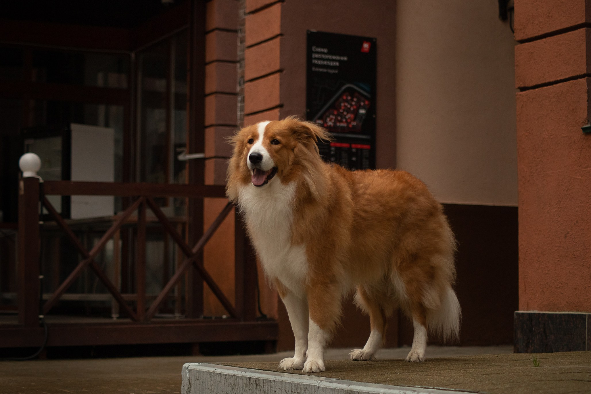 Терри, метис. Ирина Голомб|Фотограф-анималист в  Сочи и Калининграде