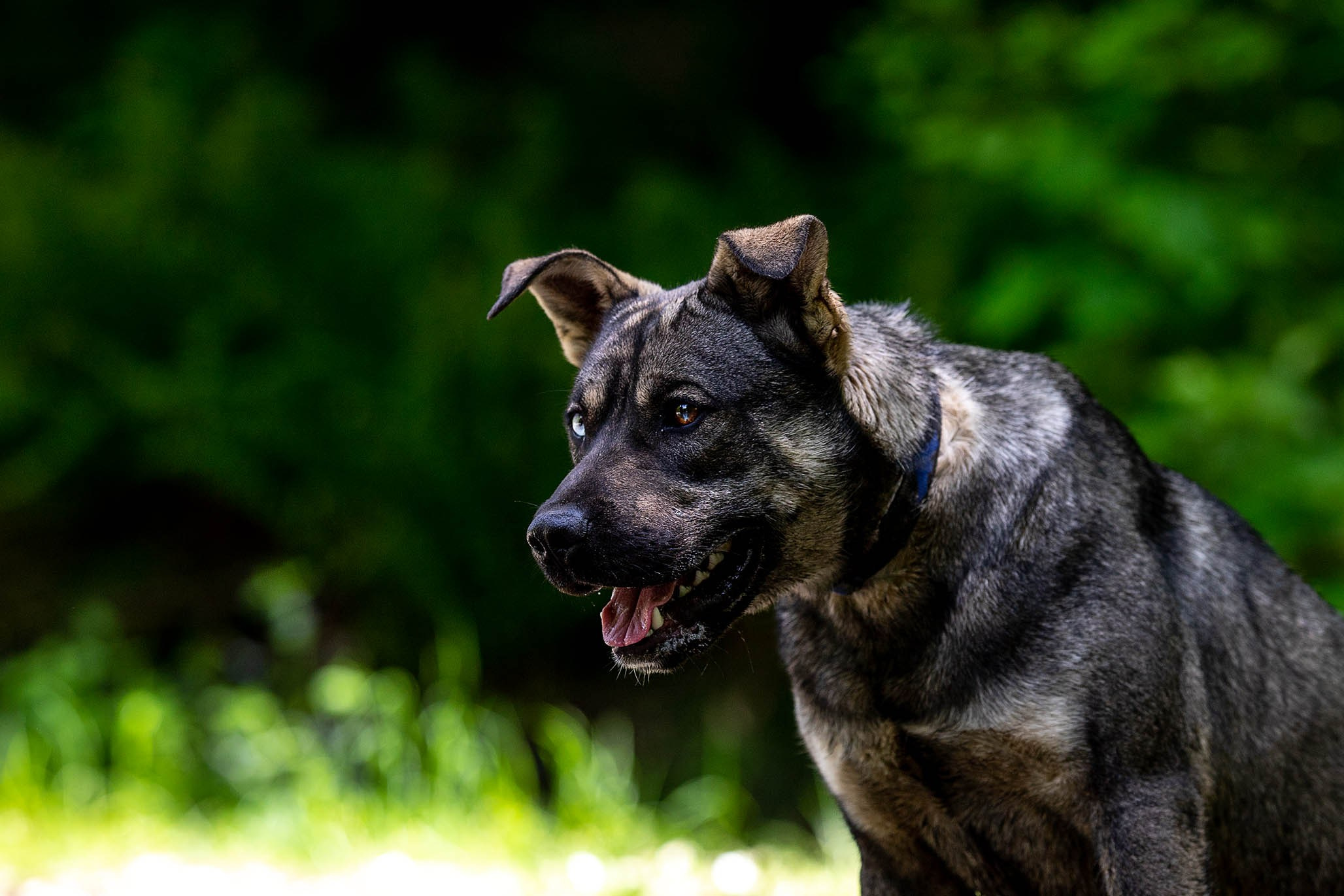 Кай и Герда. Ирина Голомб|Фотограф-анималист в  Сочи и Калининграде