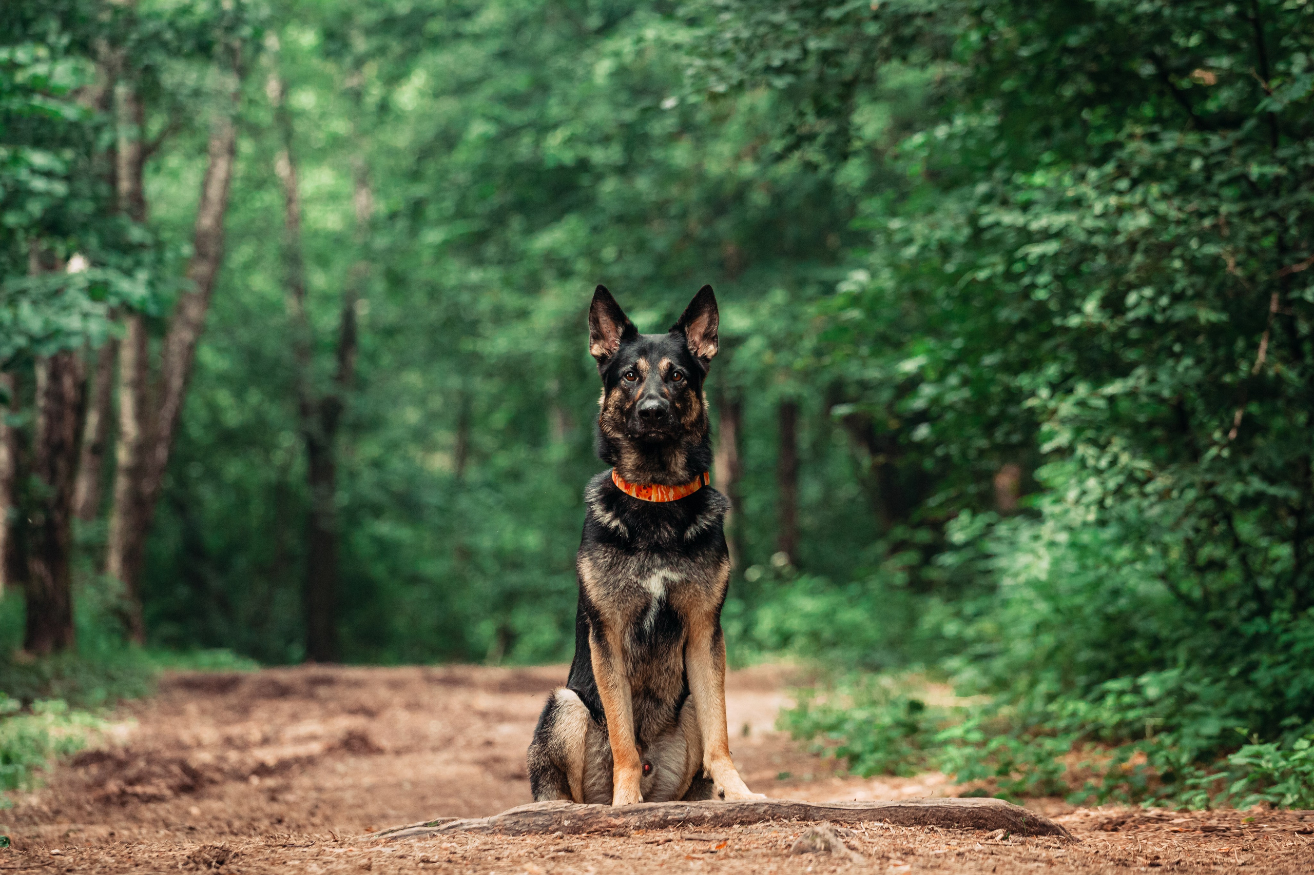 Лесная летняя фотопрогулка. Фотограф-анималист Татьяна Степанова