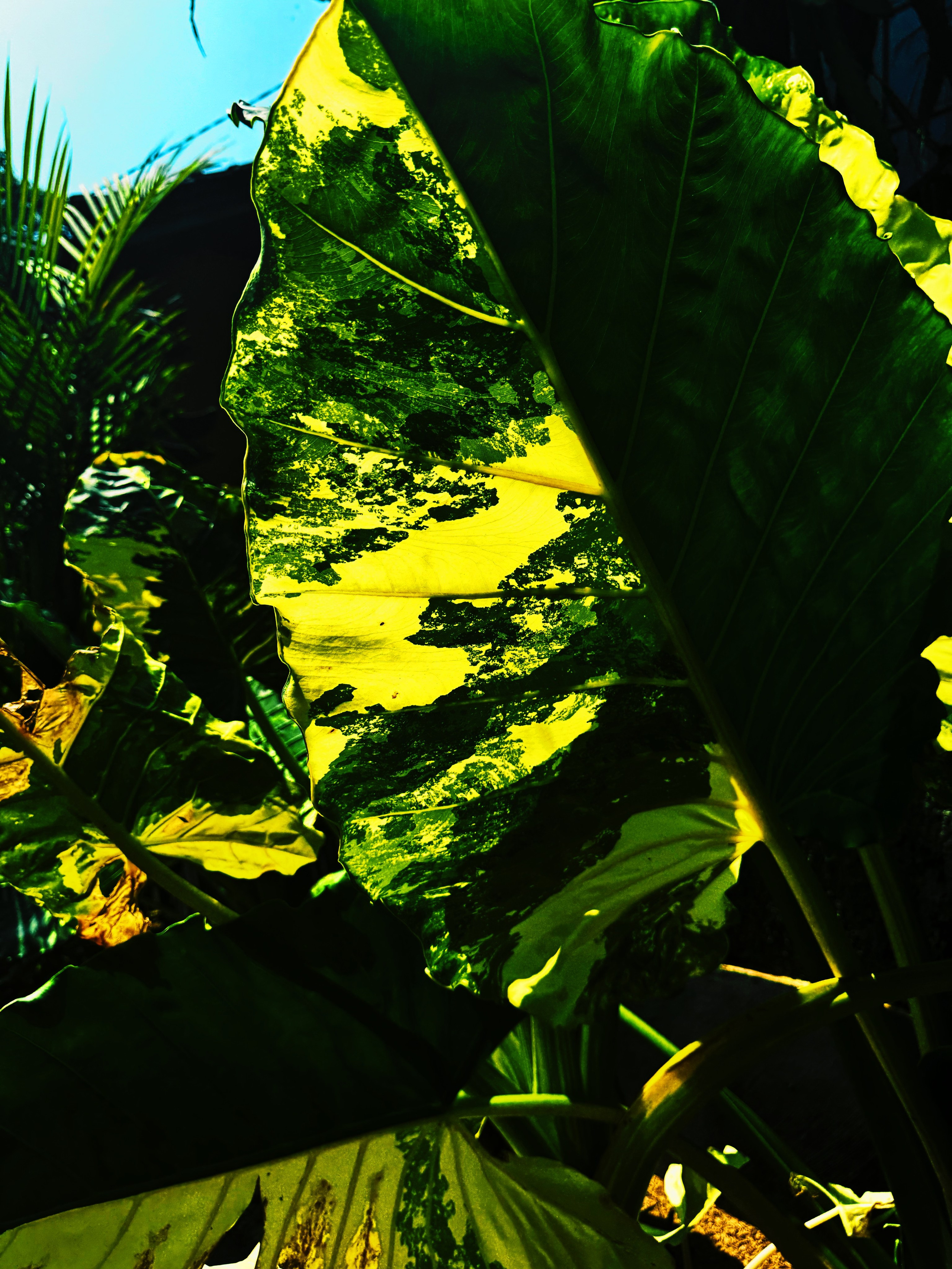 Elements. Carolinetru