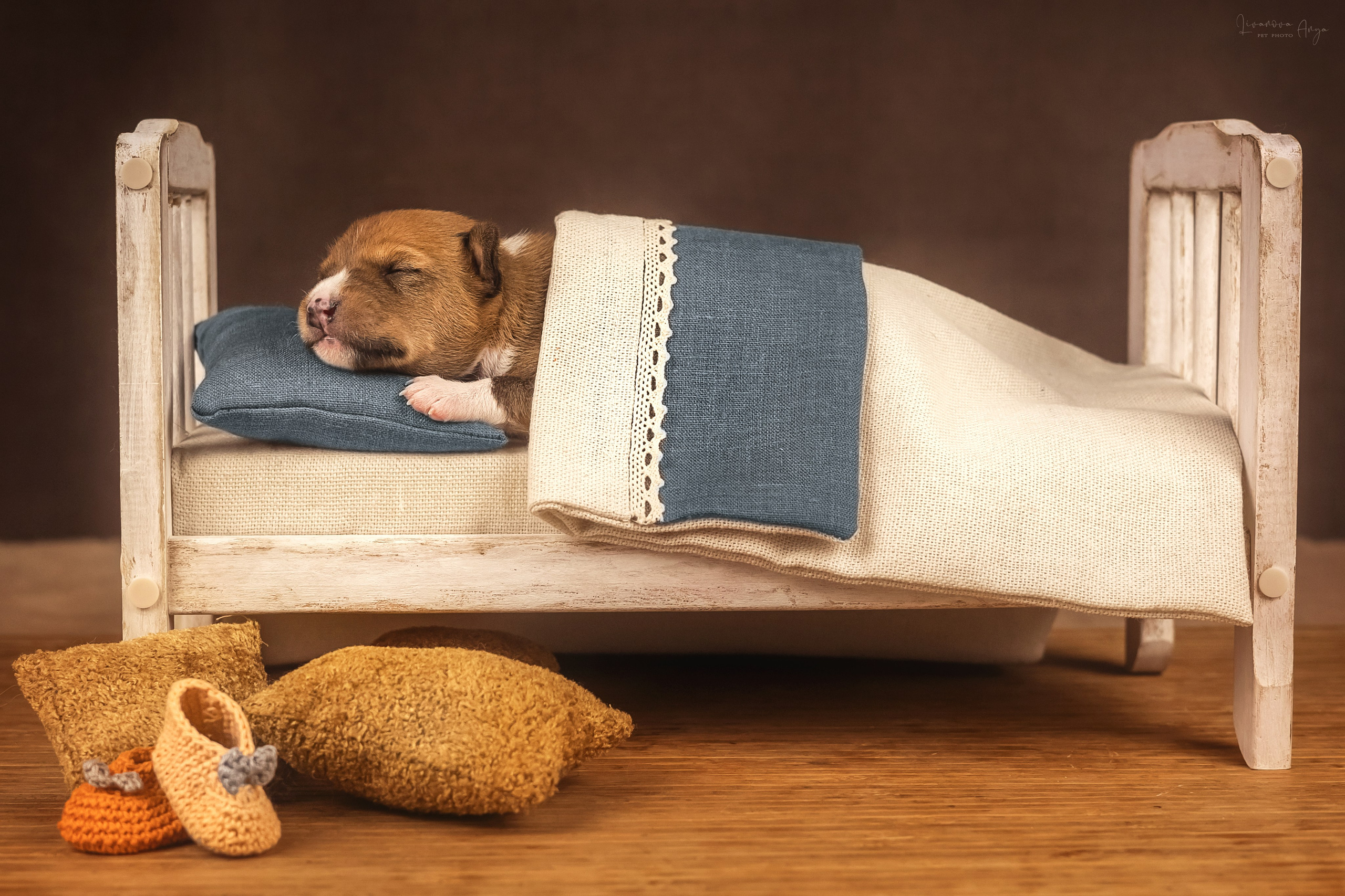 Басеньки. Фотограф анималист Аня Ливанова | Рыбинск