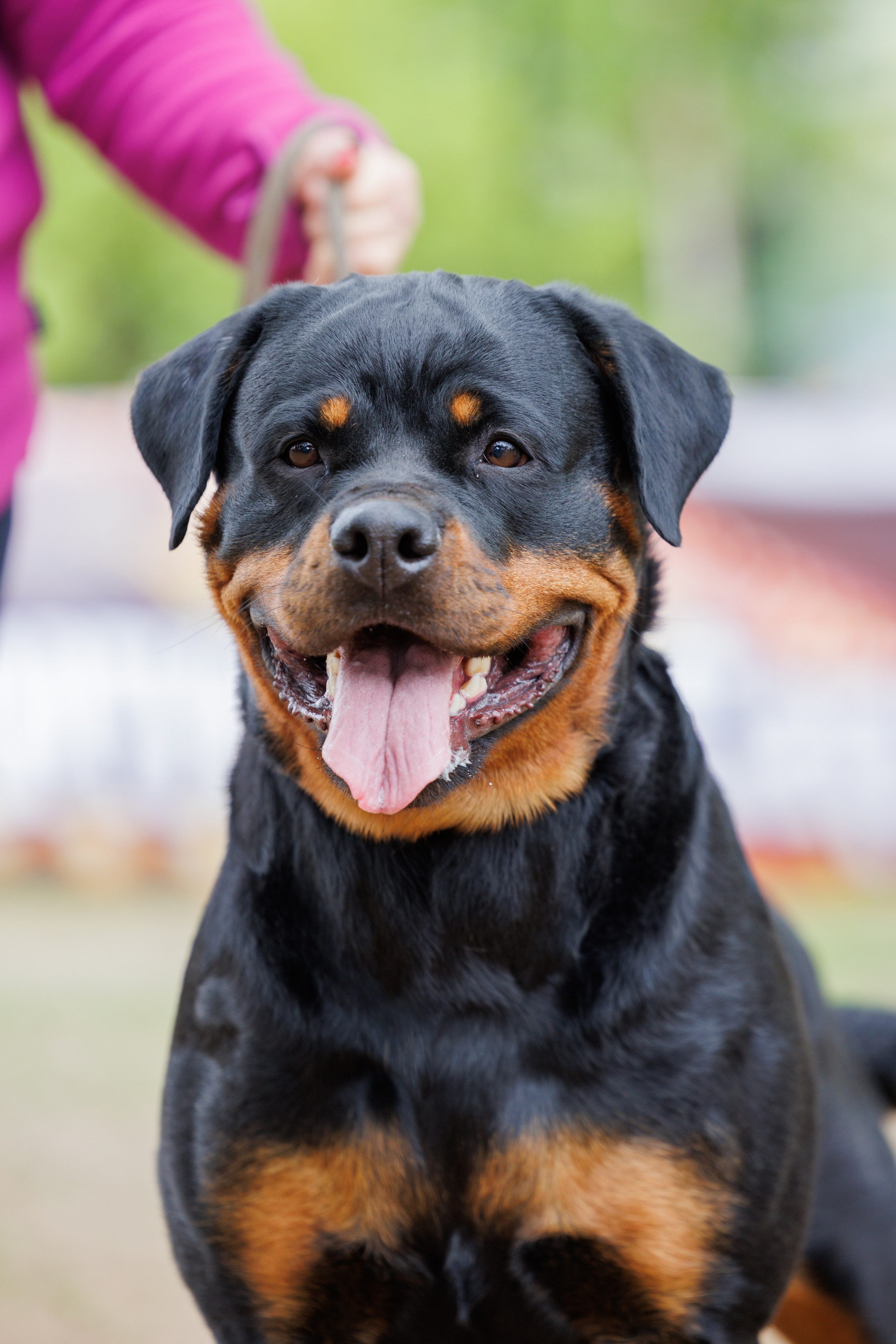 Саратов моно ротвейлеров 26-27.04.2025. Фотограф-анималист Юлия Германика