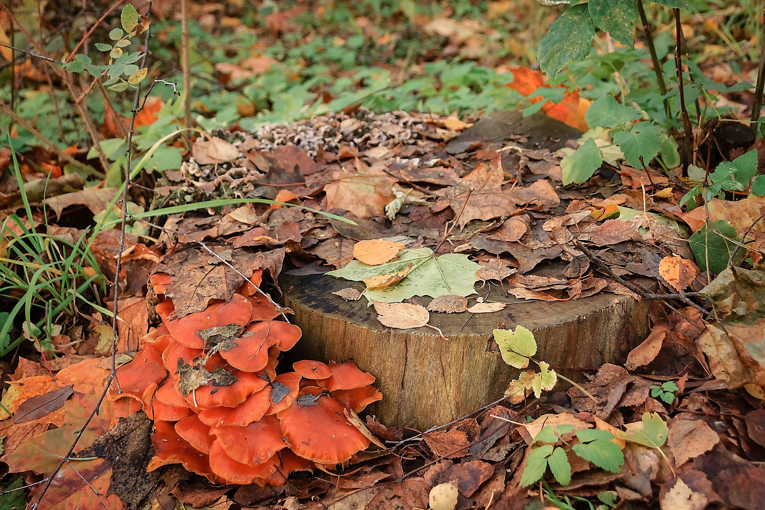 Великое в Малом. Аmat Victoria Сuram