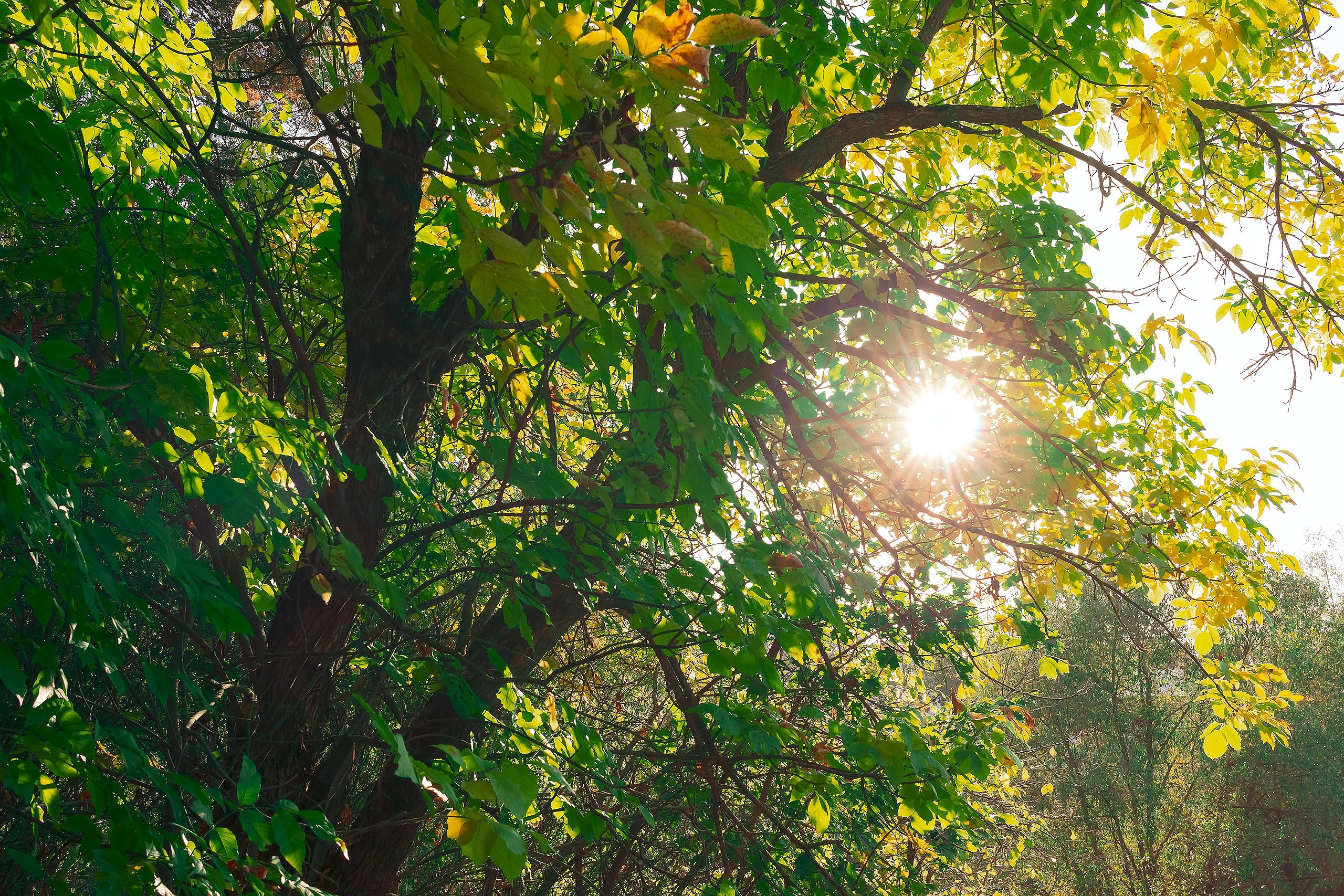 Свет и Цвет. Аmat Victoria Сuram