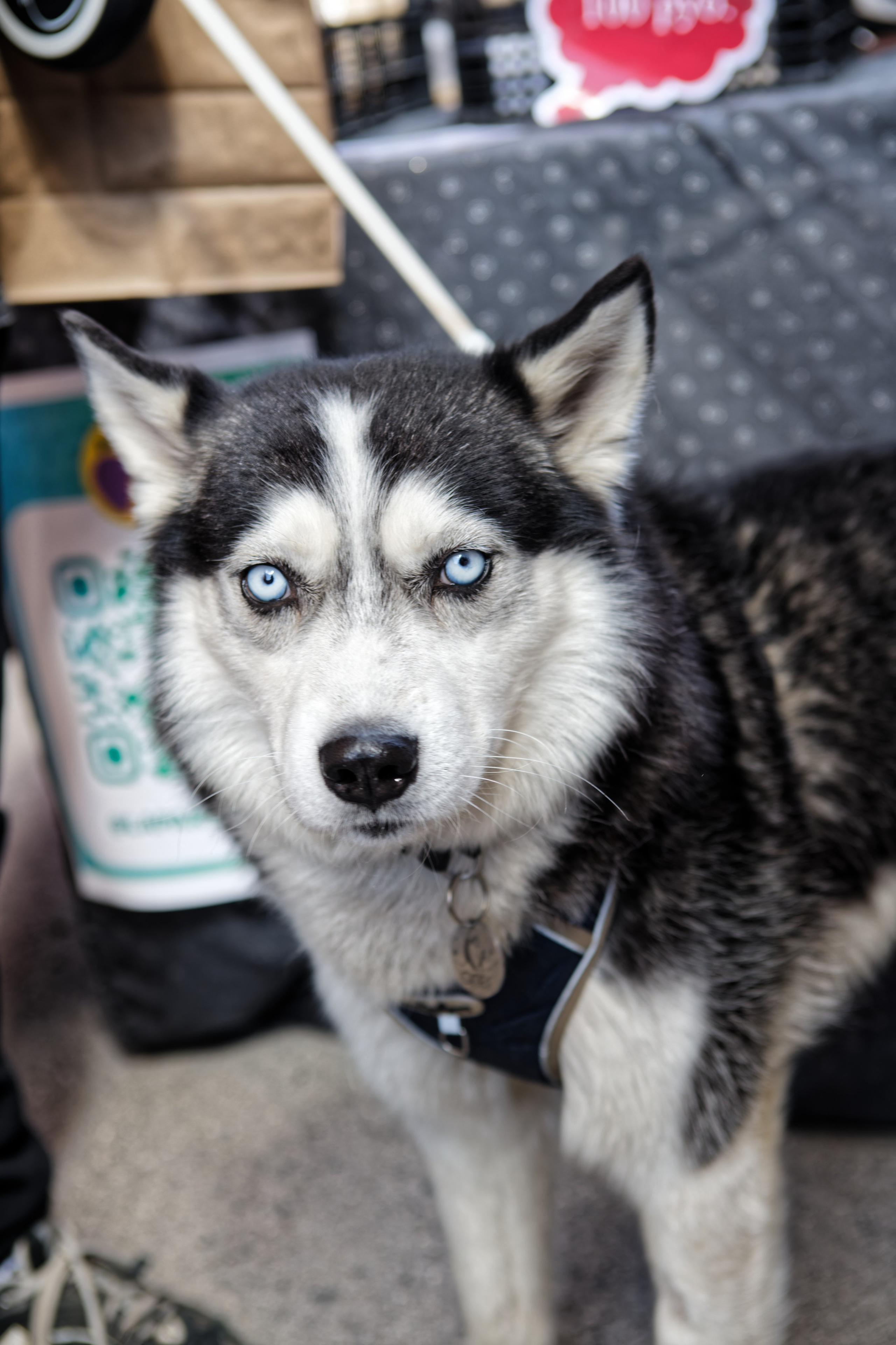 Вечеринка для собак Oh my dog 20.07.2025. Репортажный и спортивный фотограф в г. Пермь Зильберг Павел