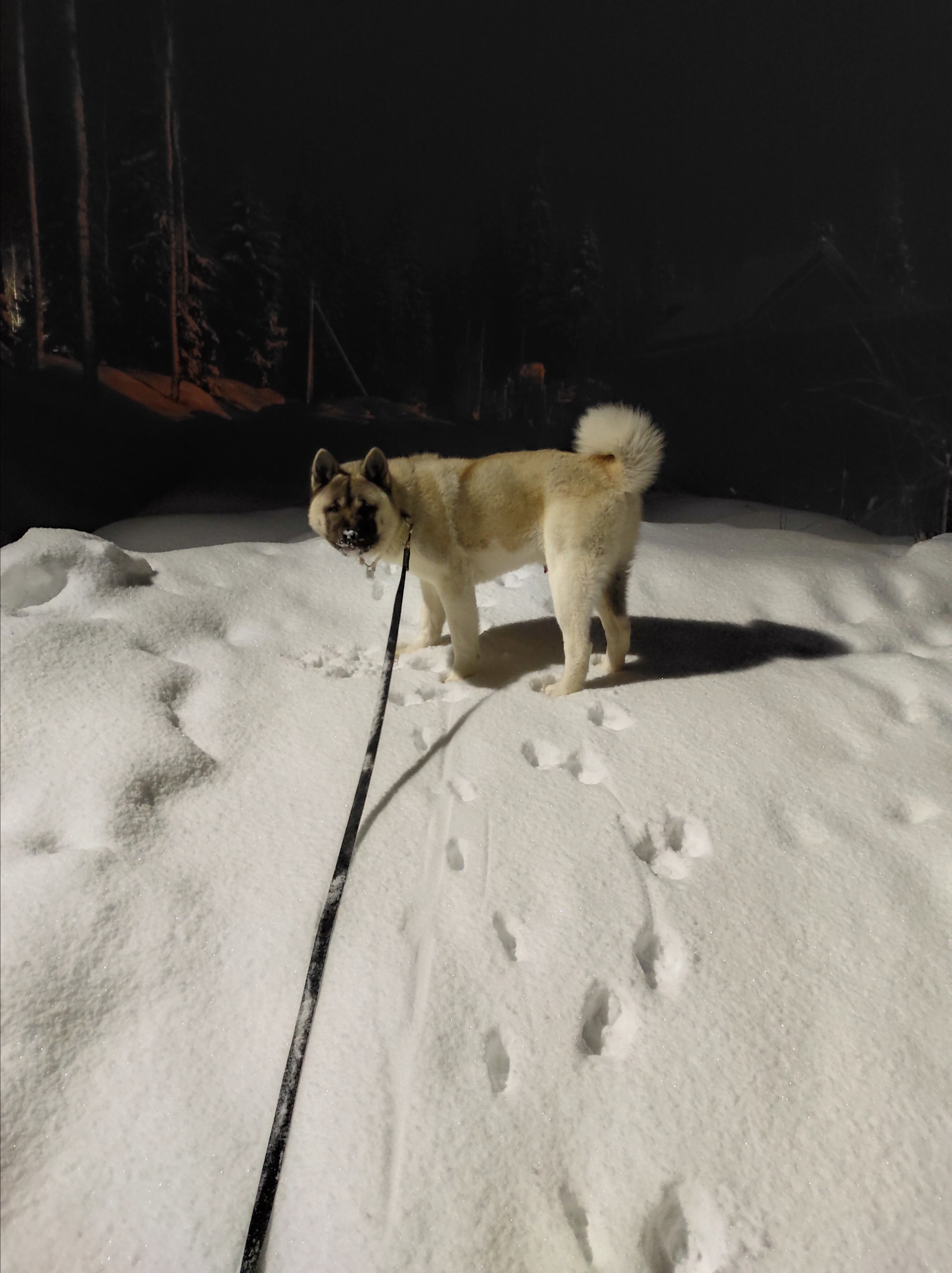 американская акита щенки купить питомник Санкт-Петербург кобель для вязок
