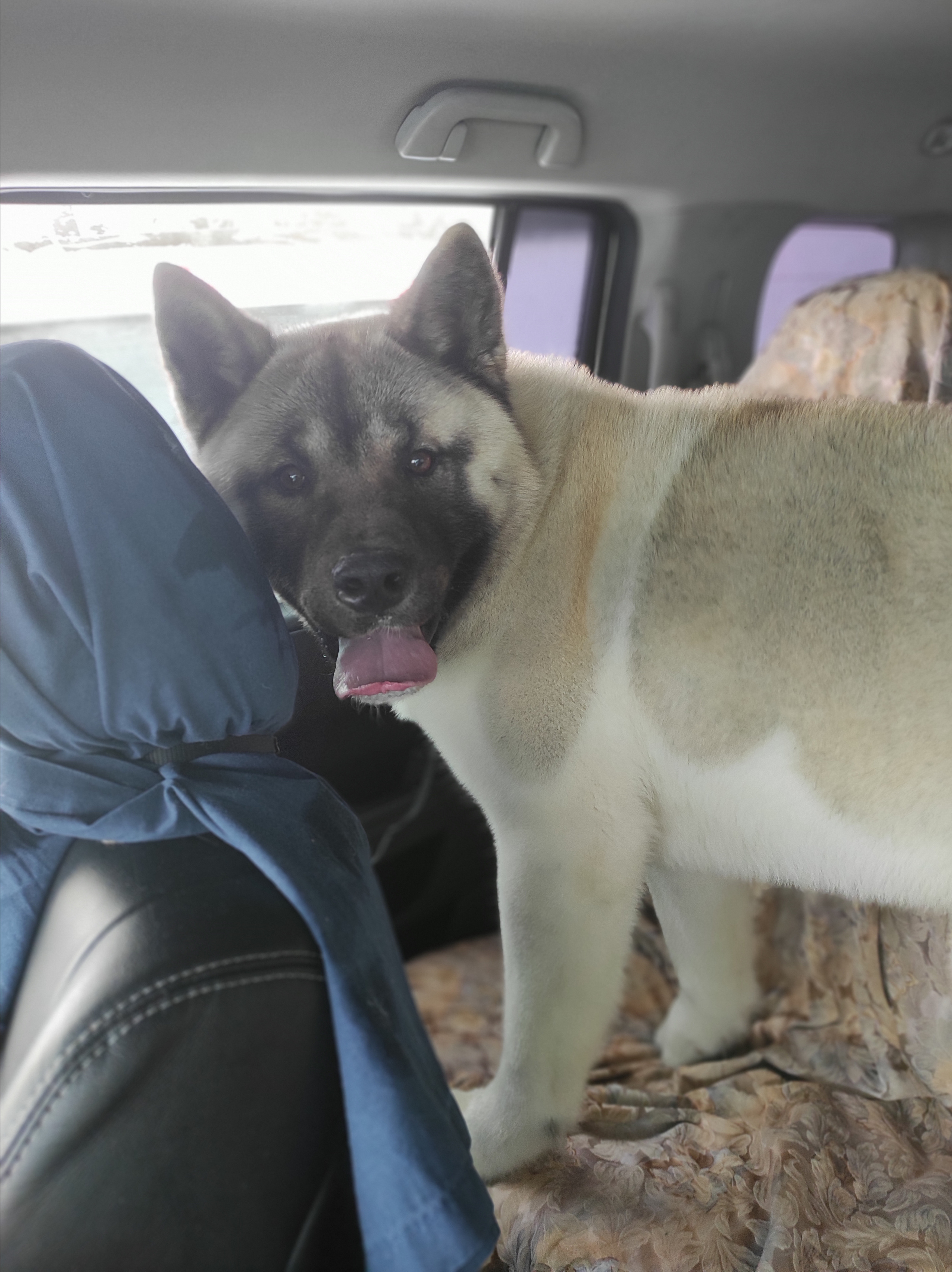 американская акита щенки купить питомник Санкт-Петербург кобель для вязок Вольф * Dilinze's Hause Orion  Wolf кобель Акита Рубилайт Rubylight питомник вязка американская акита