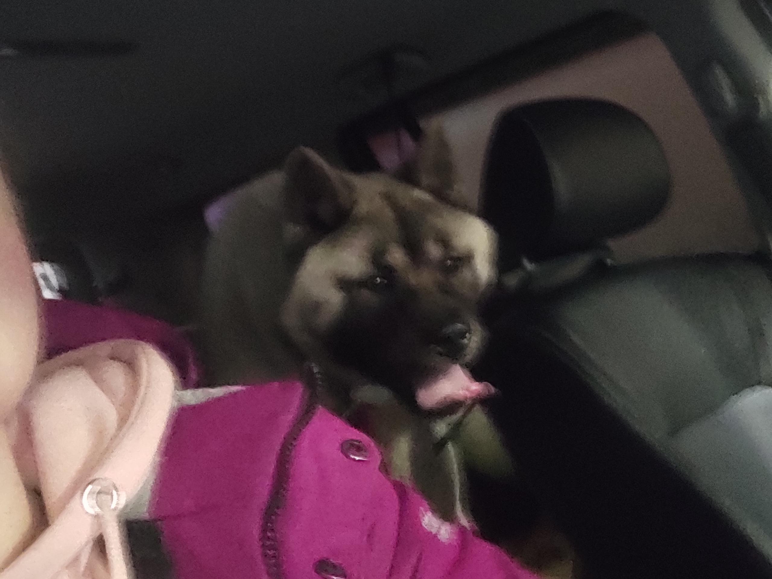 американская акита щенки купить питомник Санкт-Петербург кобель для вязок