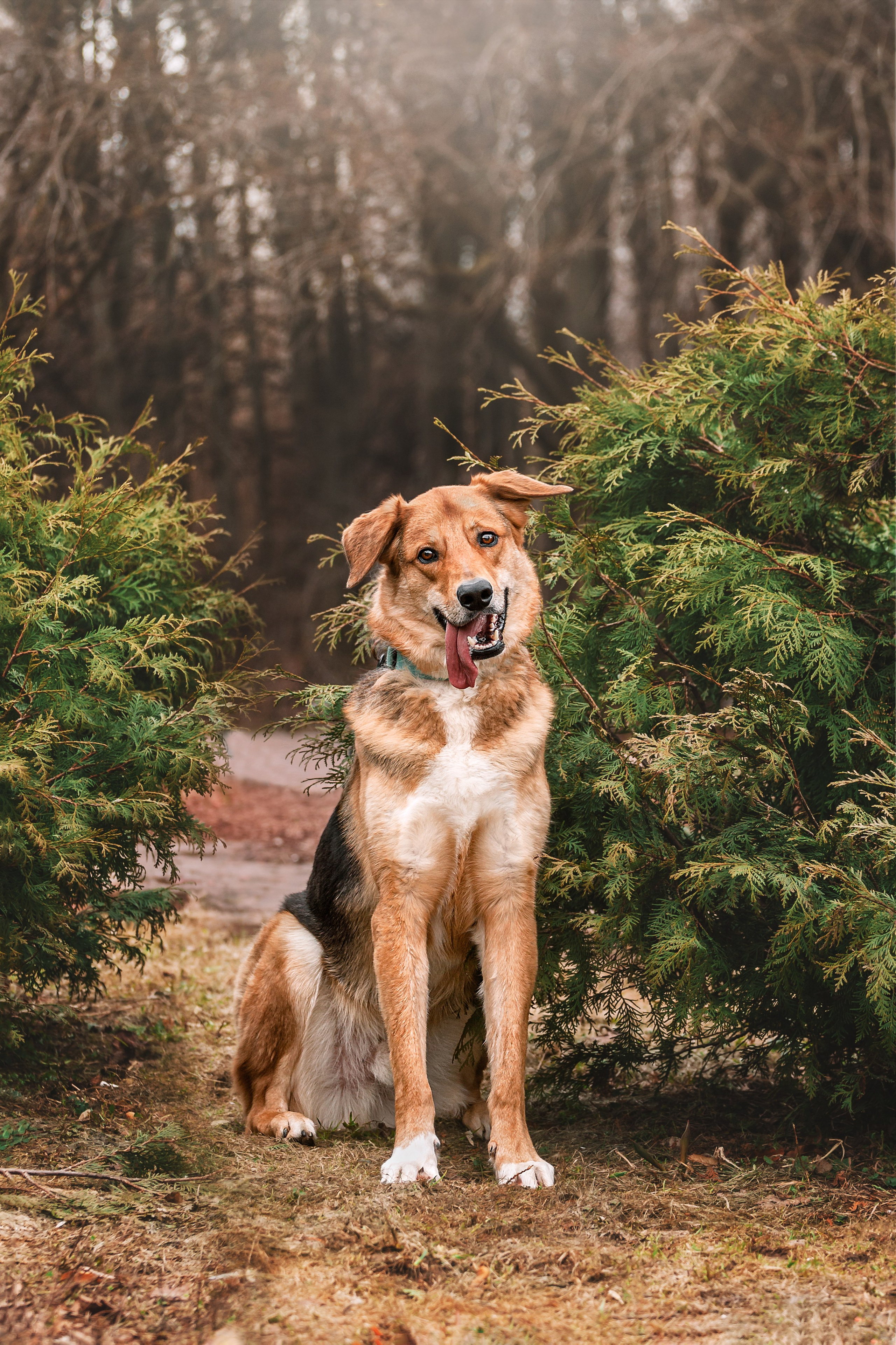 Трэвис и Валли 2024. Фотограф-анималист Татьяна Степанова