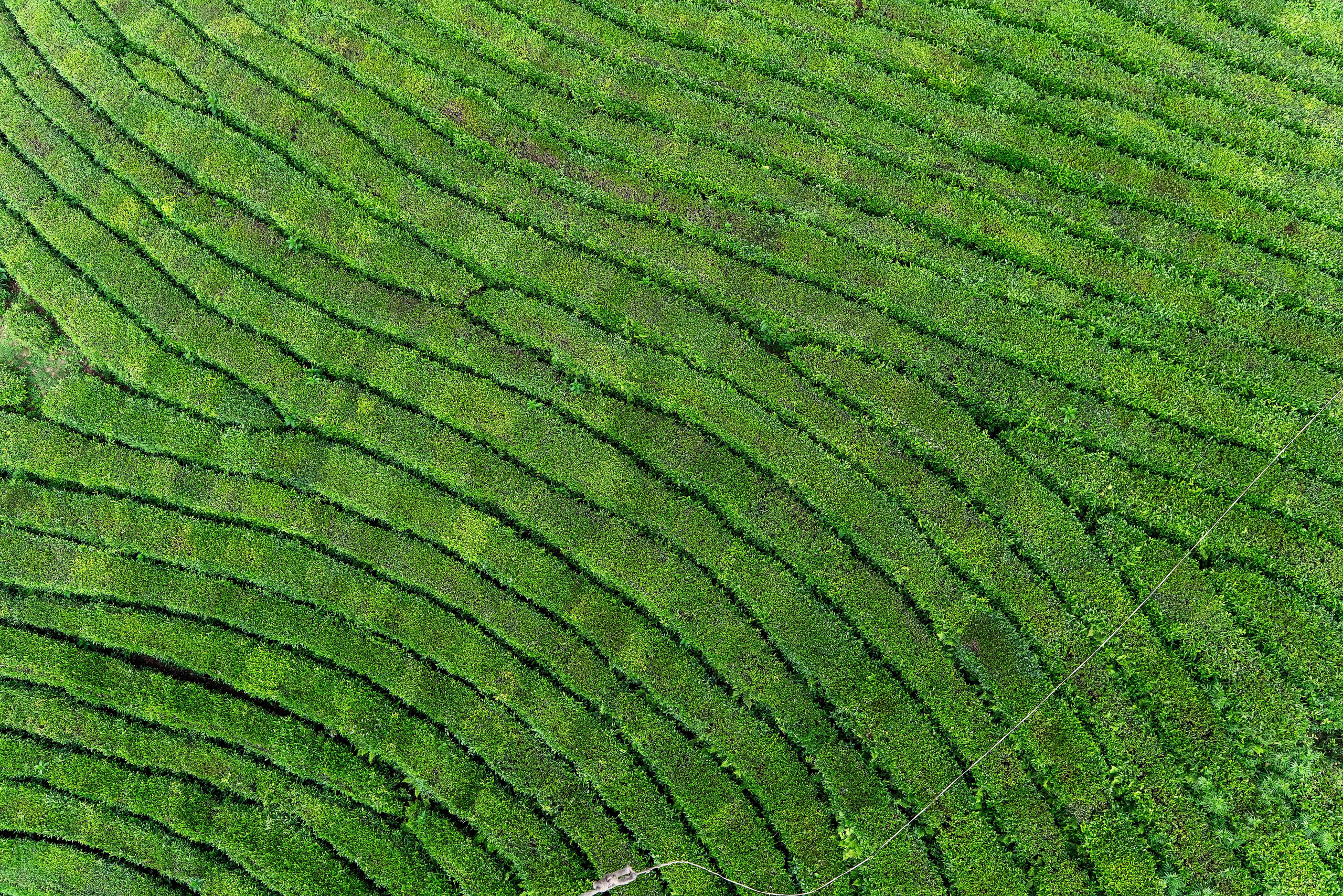 Фотограф на праздник Сочи. Фотограф Сочи
