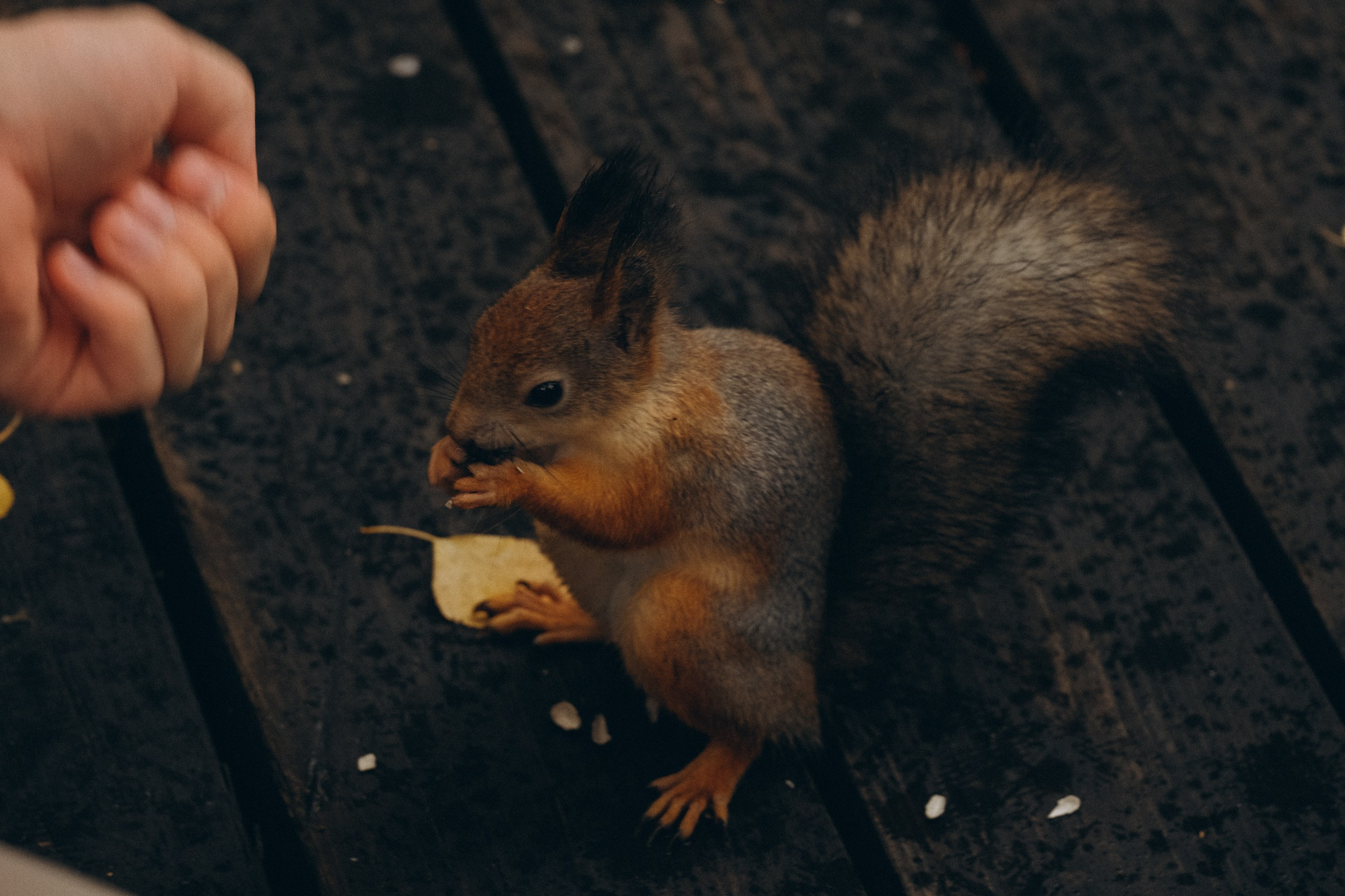 День рождения малышки. Профессиональный фотограф, Санкт-Петербург — Виктория Богомолова