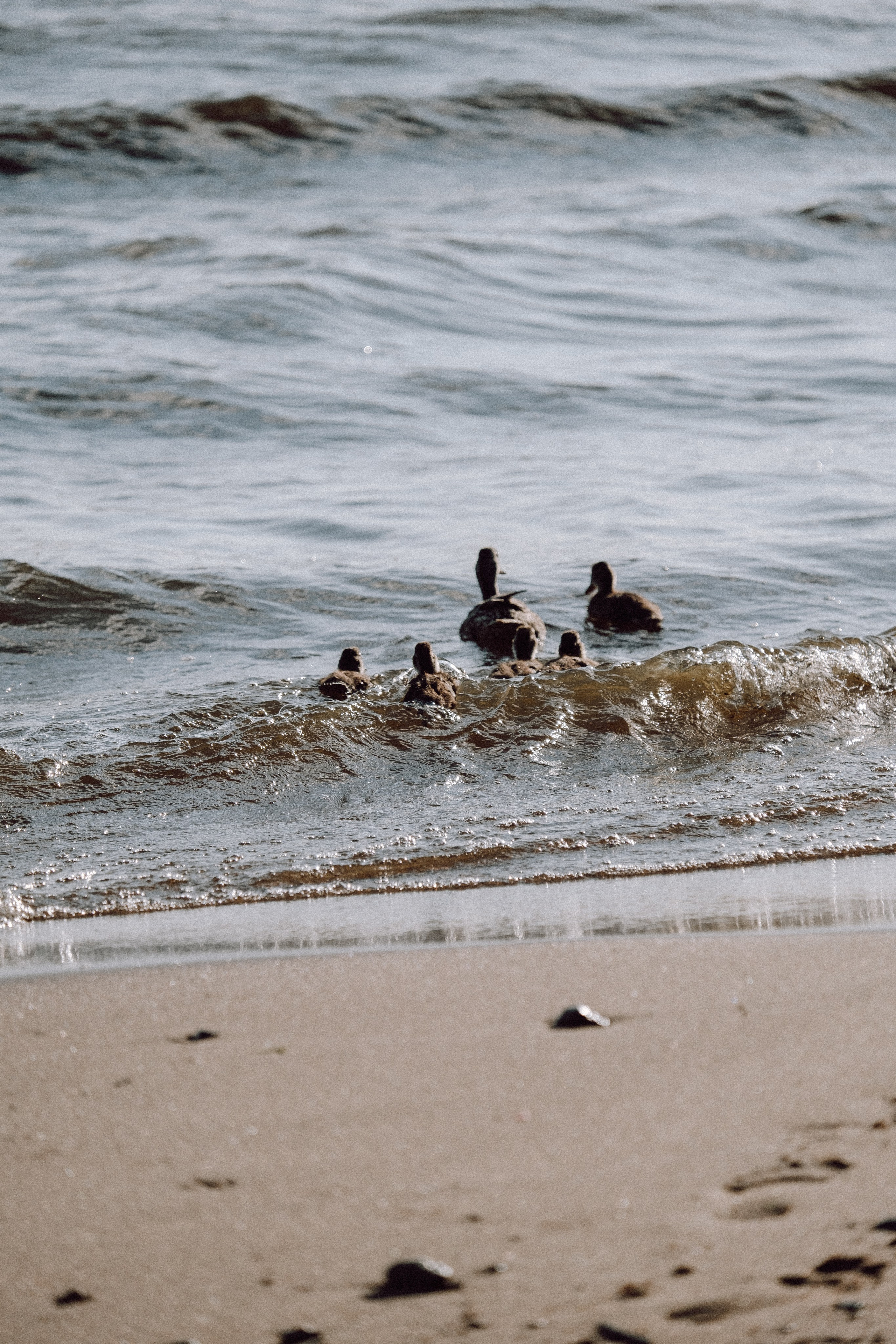 ПРОГУЛКА НА БЕРЕГУ ФИНСКОГО ЗАЛИВА. Профессиональный фотограф, Санкт-Петербург — Виктория Богомолова