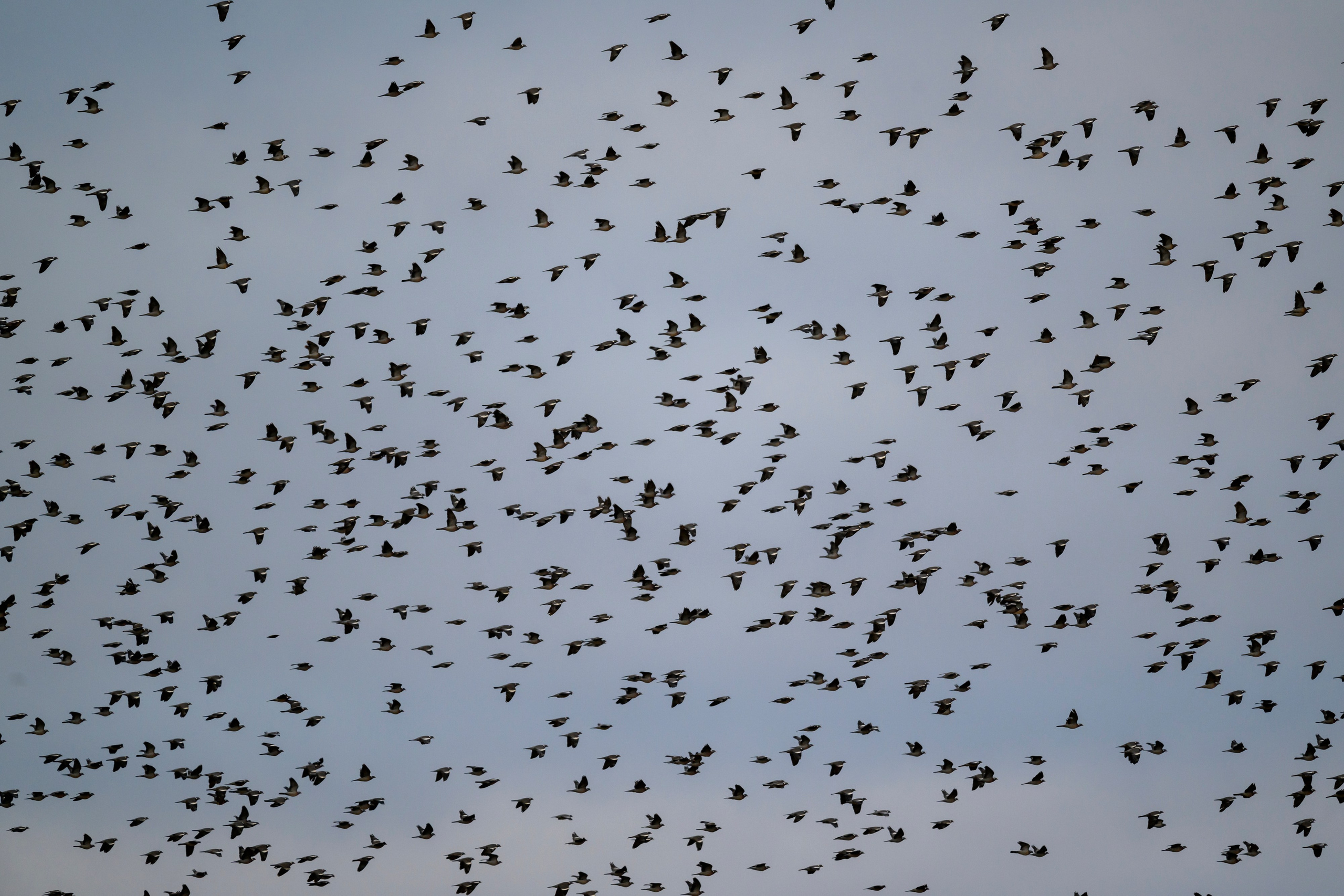 Вяхери. Фотограф Сергей Пупонин