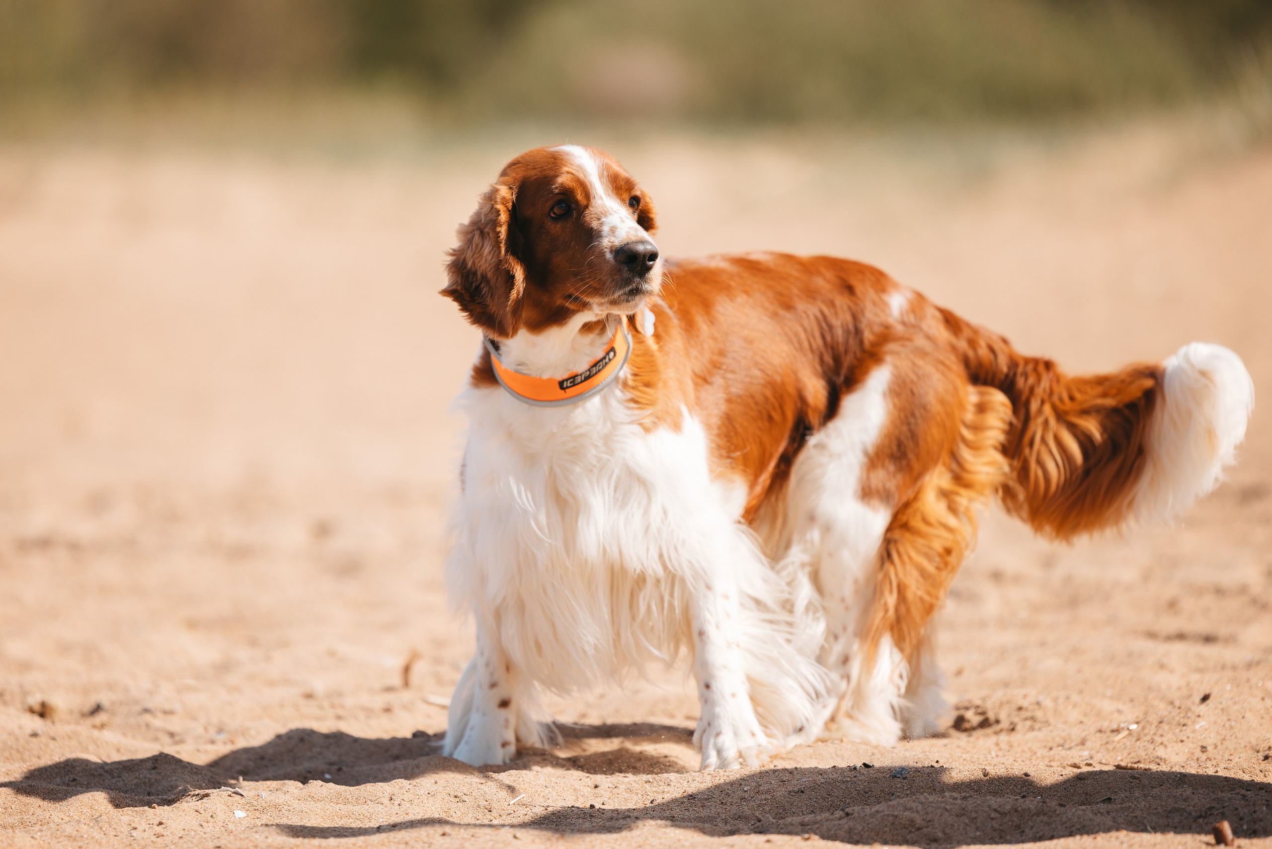 Спанимания. Фотограф анималист Осипчикова Мария