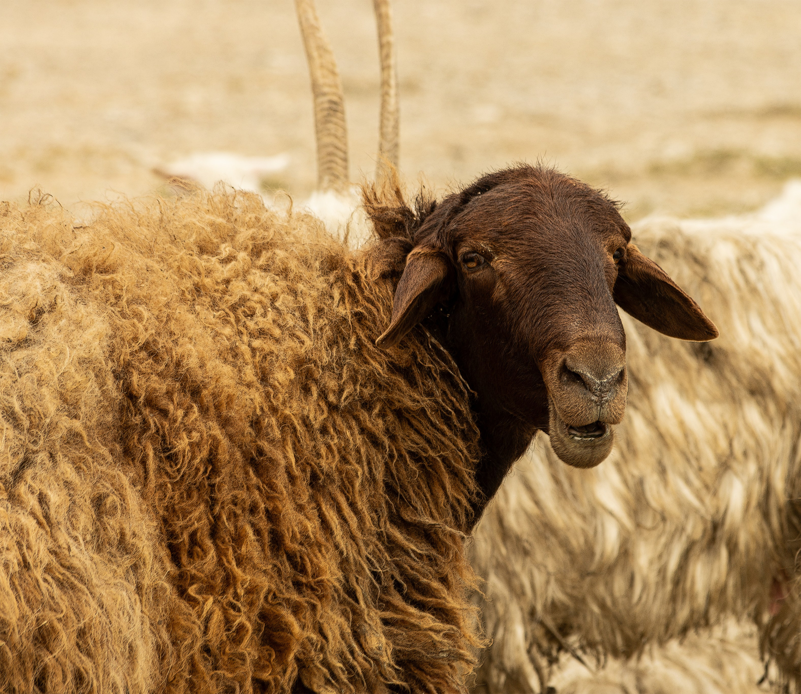 Unforgettable Caucasus (in progress). Art Рhotographer Russia/Moscow