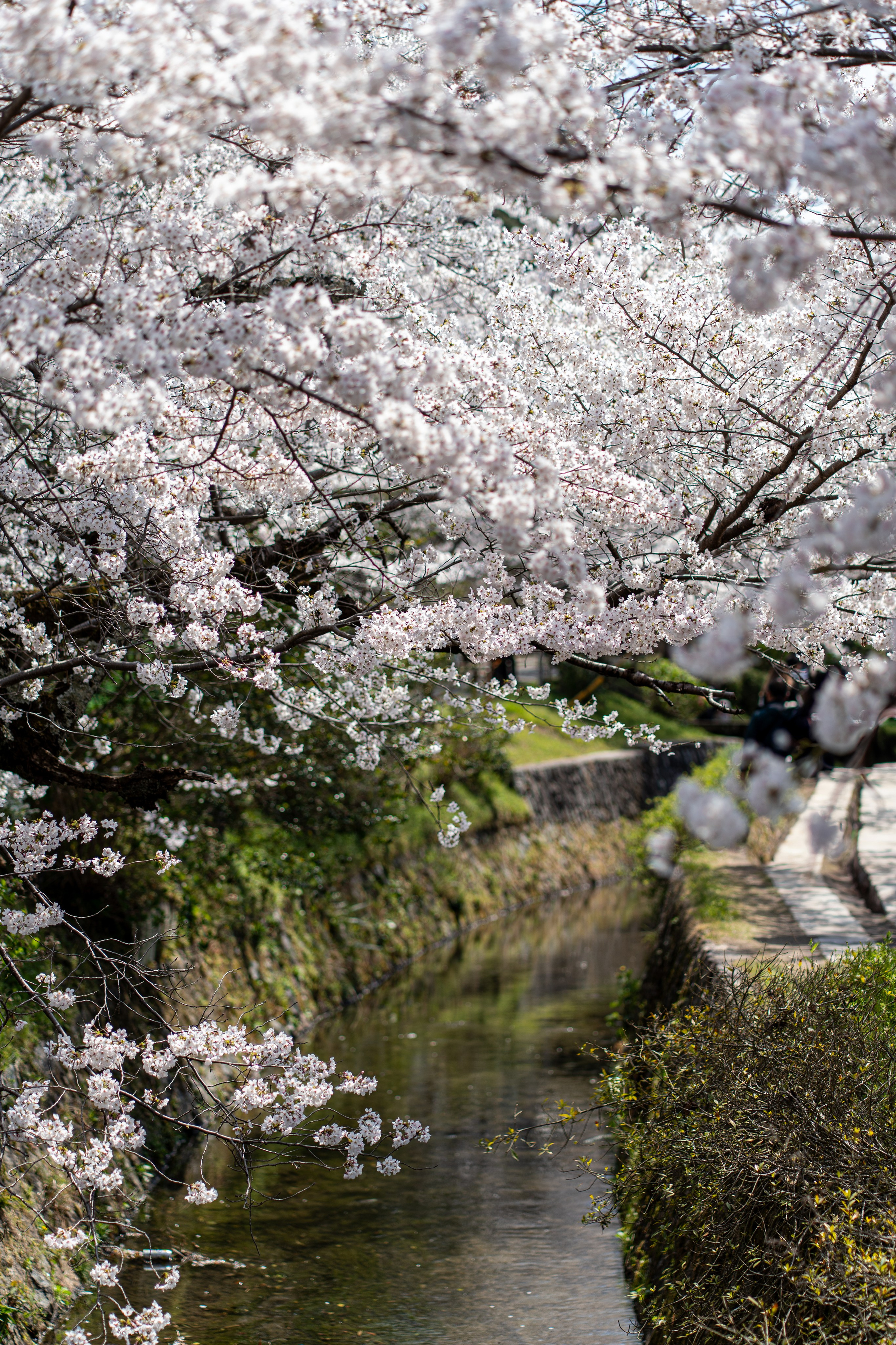 Япония, сакура. Творческие сьемки
