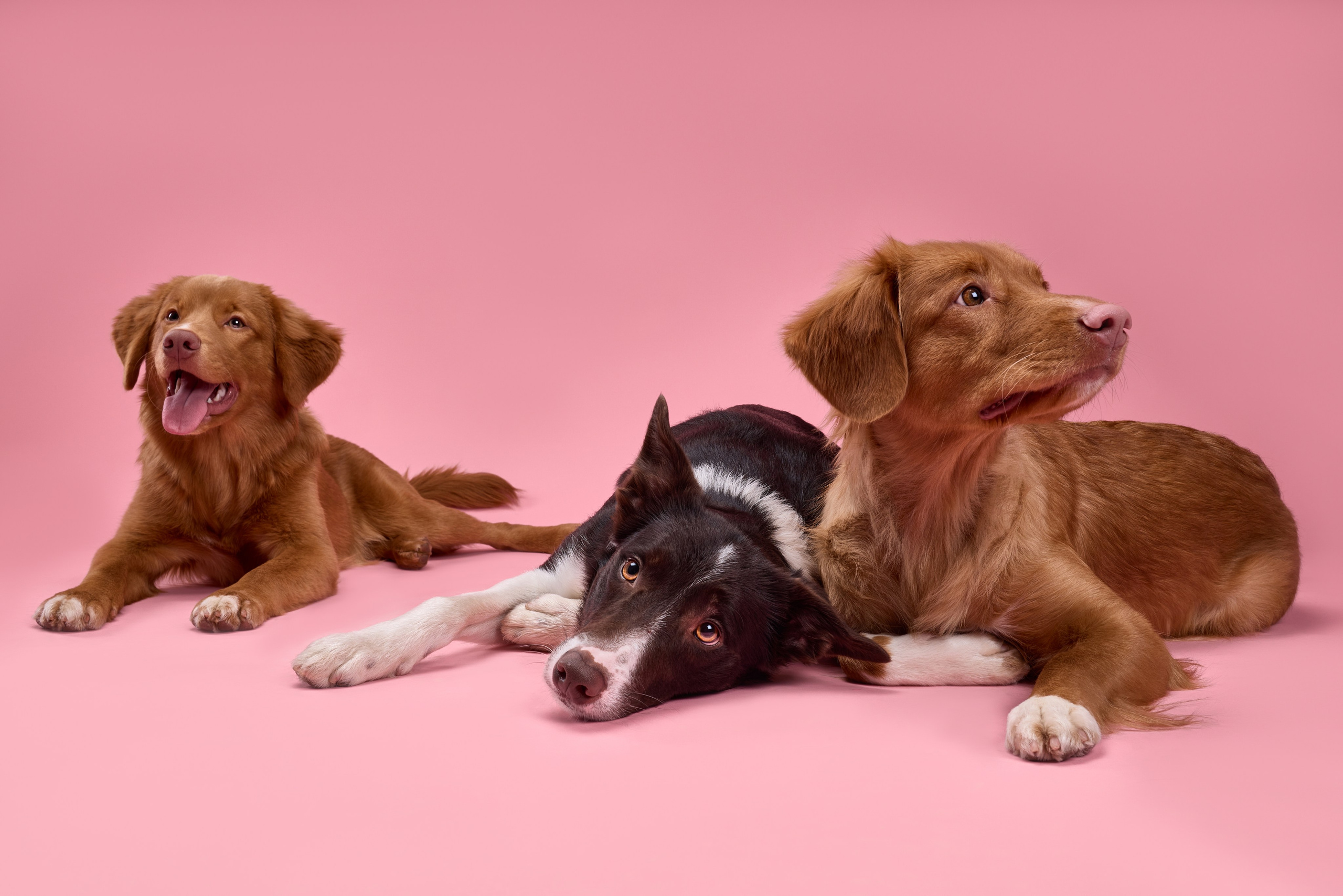 Pet photography. Фотограф Макс Давыдов