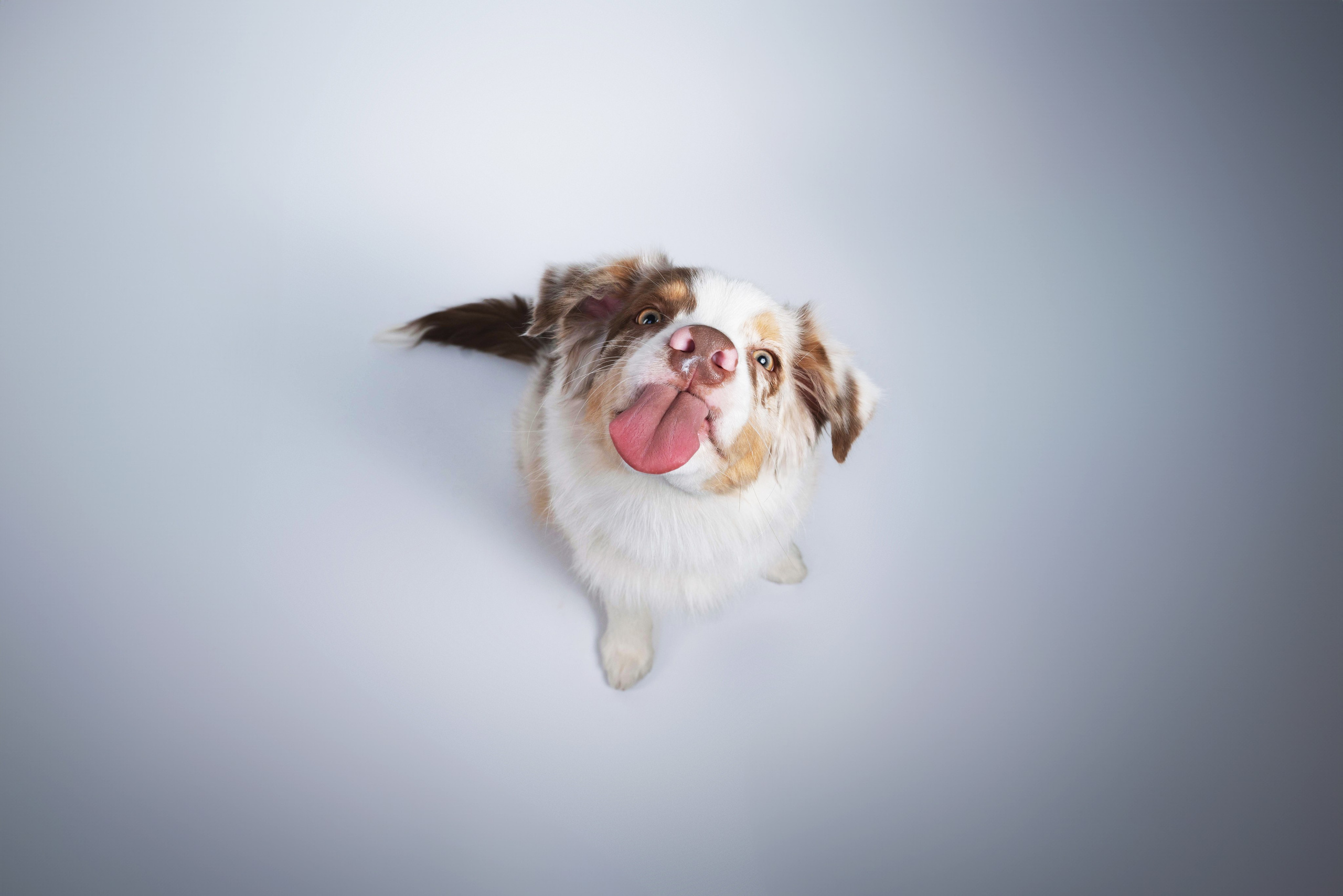 Бри, Панда, Эста и Жара. Фотограф анималист Осипчикова Мария