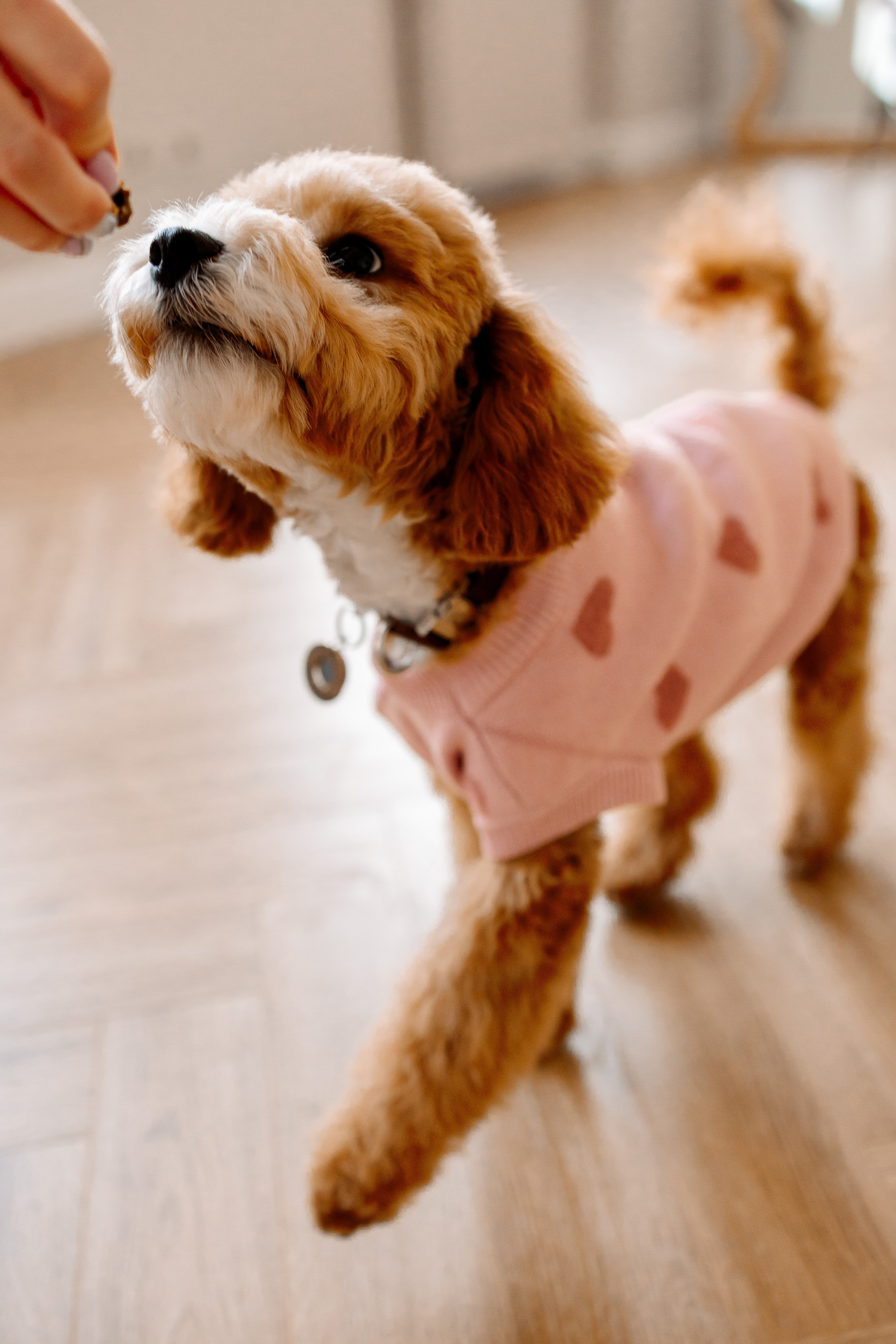 Щенок кавапу