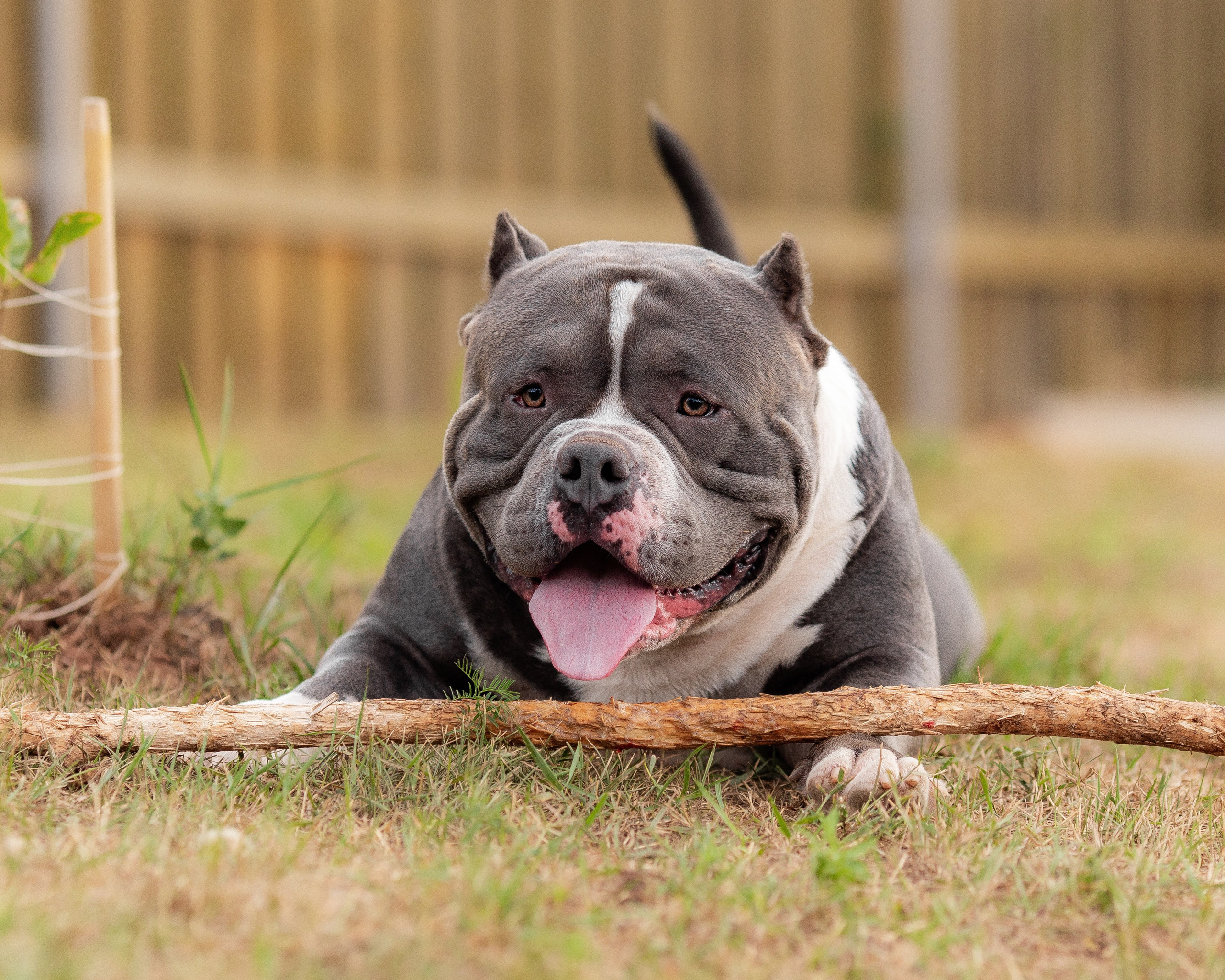 Наталья и булли. Фотограф Анималист в Перми Анастасия Остерман