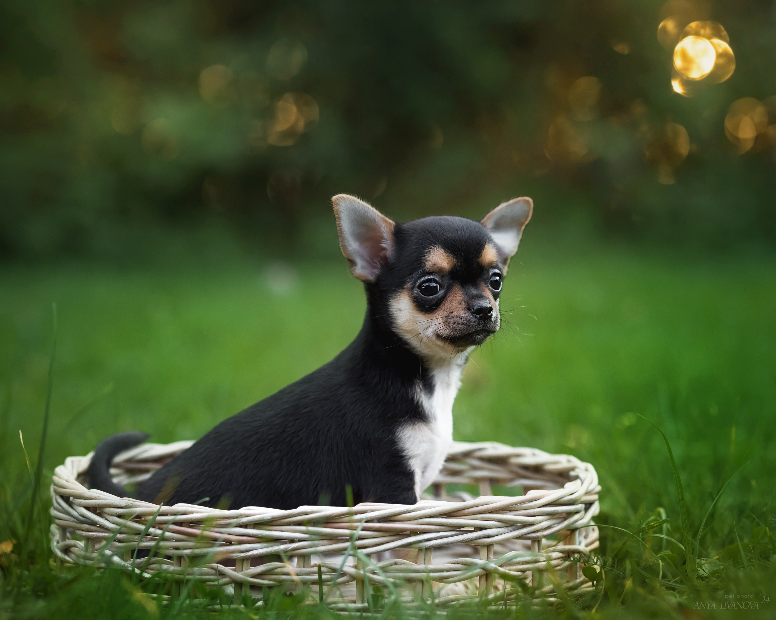 Чихуахуа. Фотограф анималист Аня Ливанова | Рыбинск