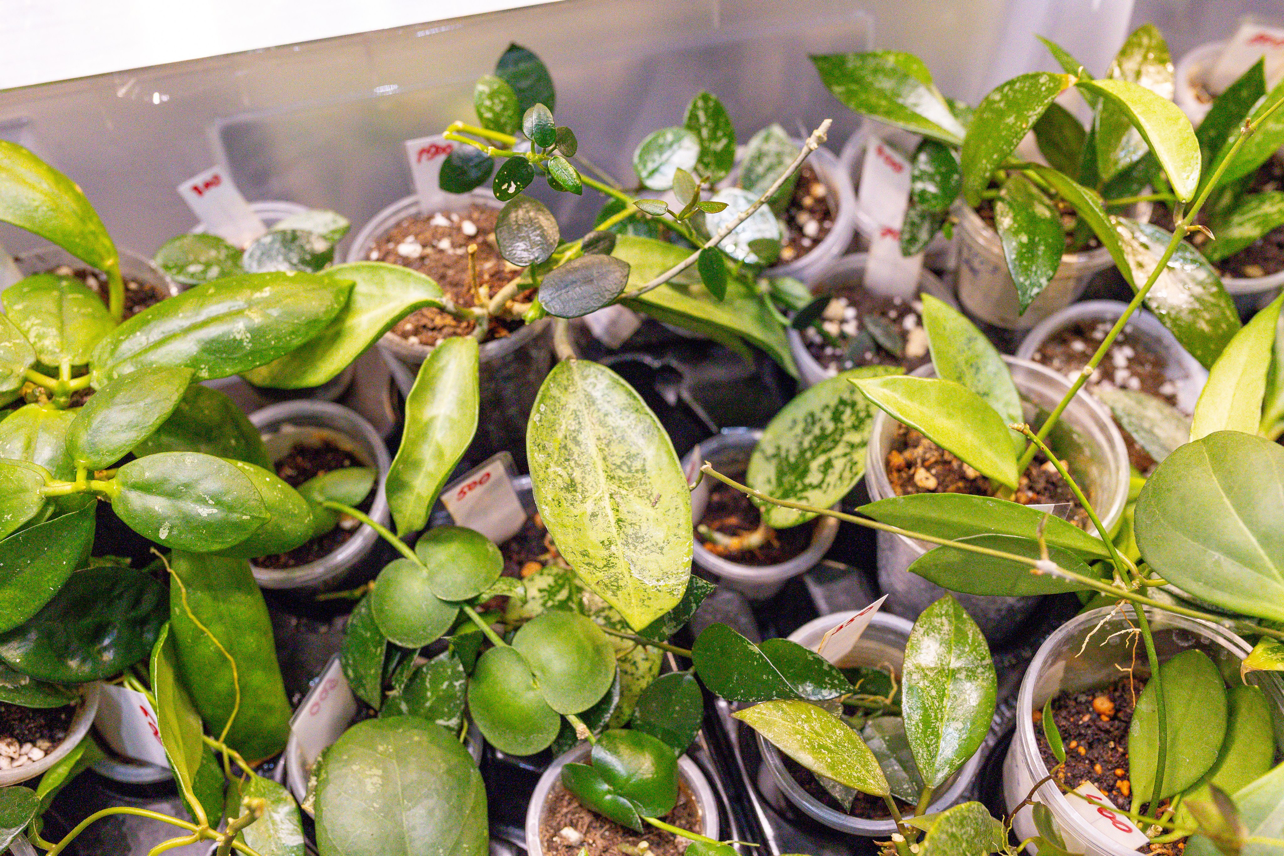 Орхидиум сентябрь 2025. Александра Куликова фотограф, Москва