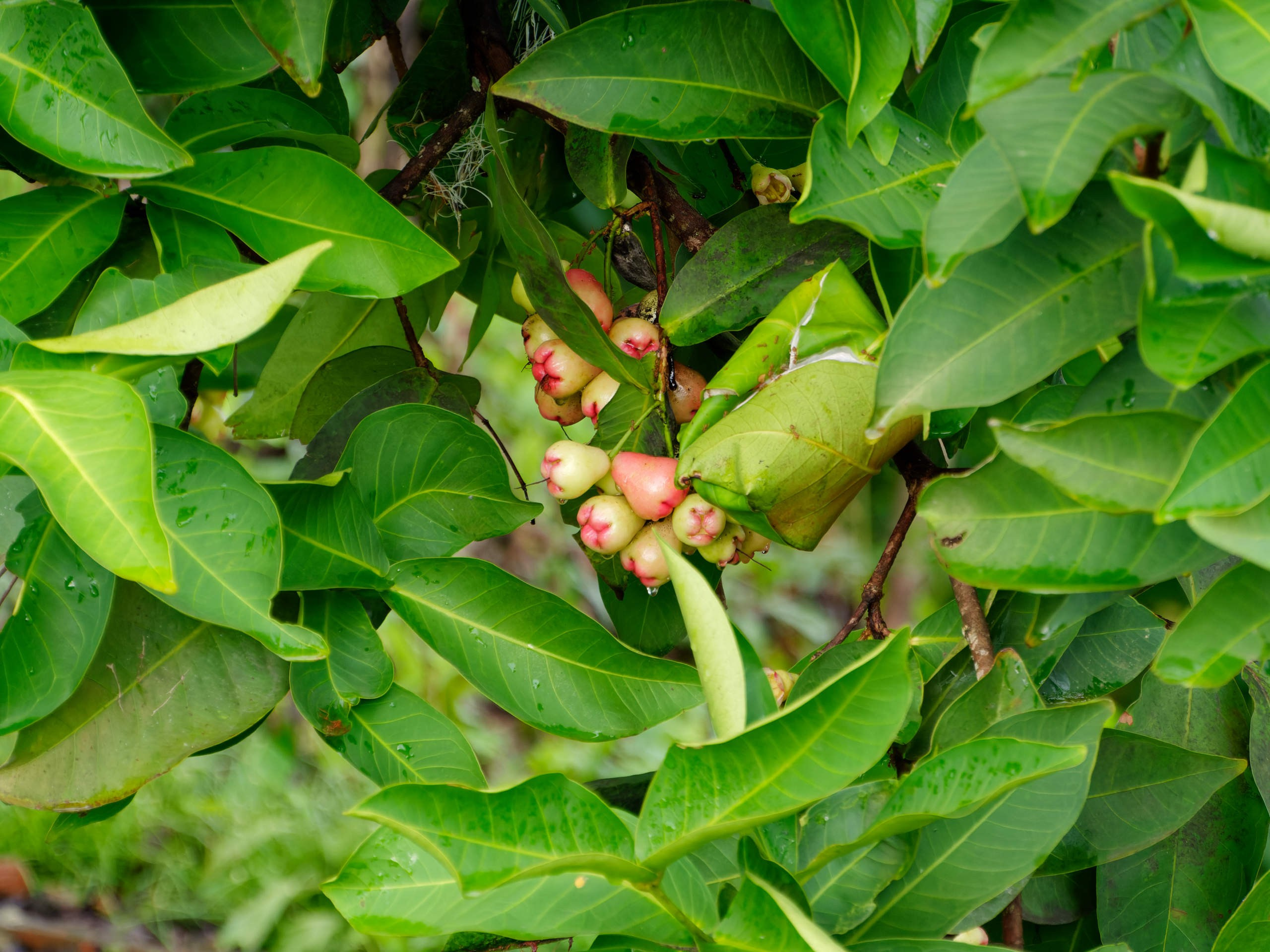 Далат 2023. Избранные фотографии