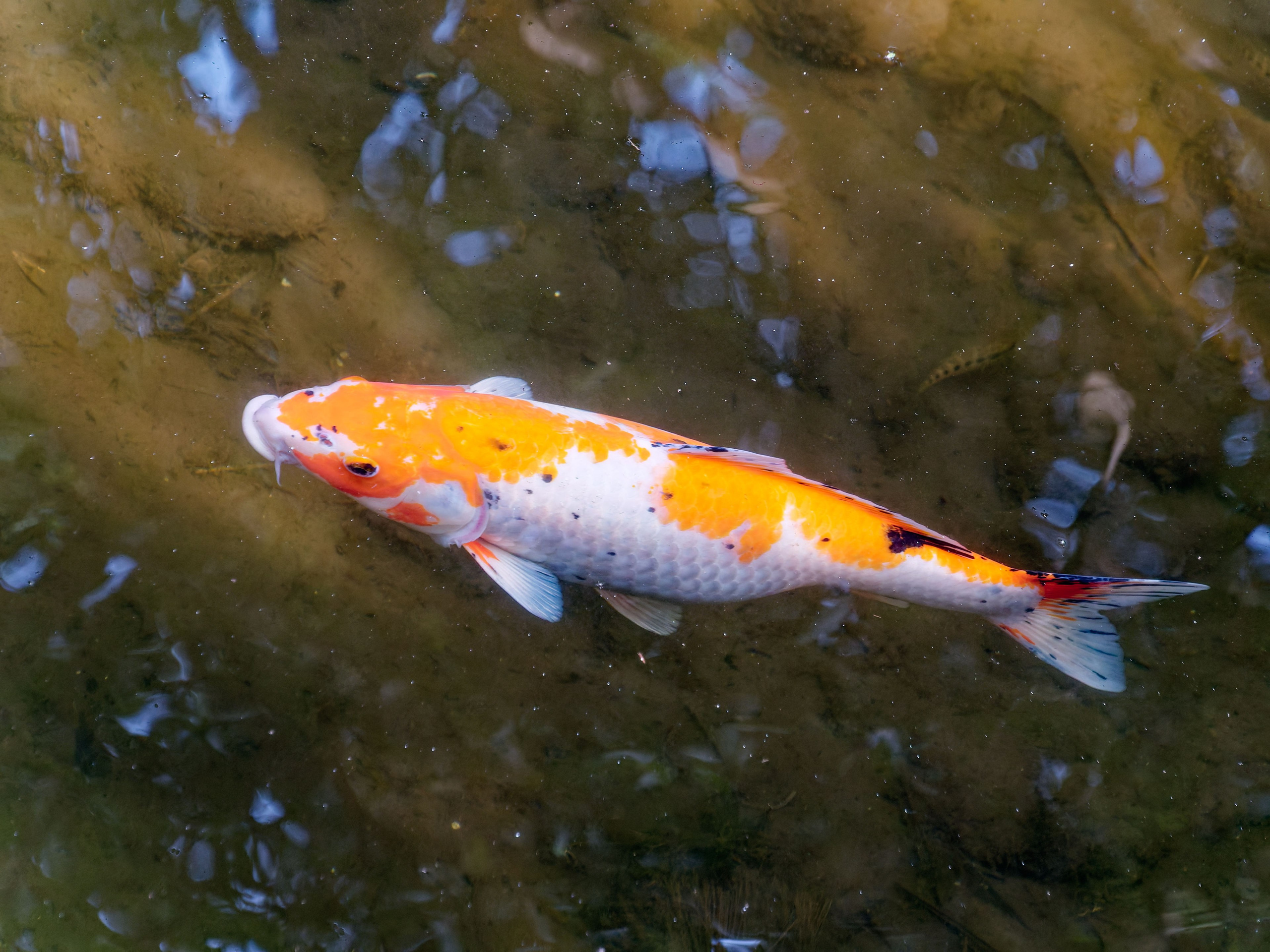 Хайнань 2026, отель «Stony Brook Villa Jianguo Resort Sanya 4*». Фотопрогулки по Миру