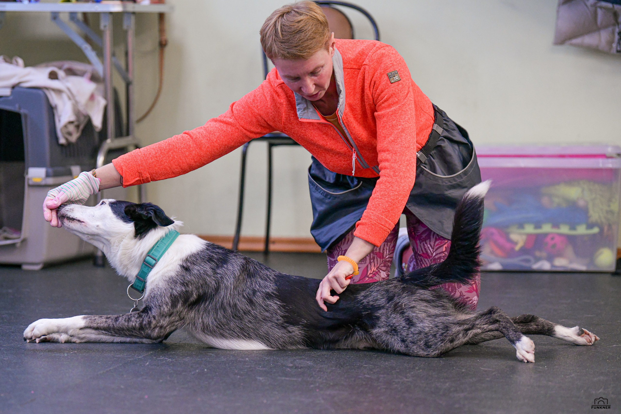 Кинологический клуб «Бодрый хвост». Свой взгляд через объектив