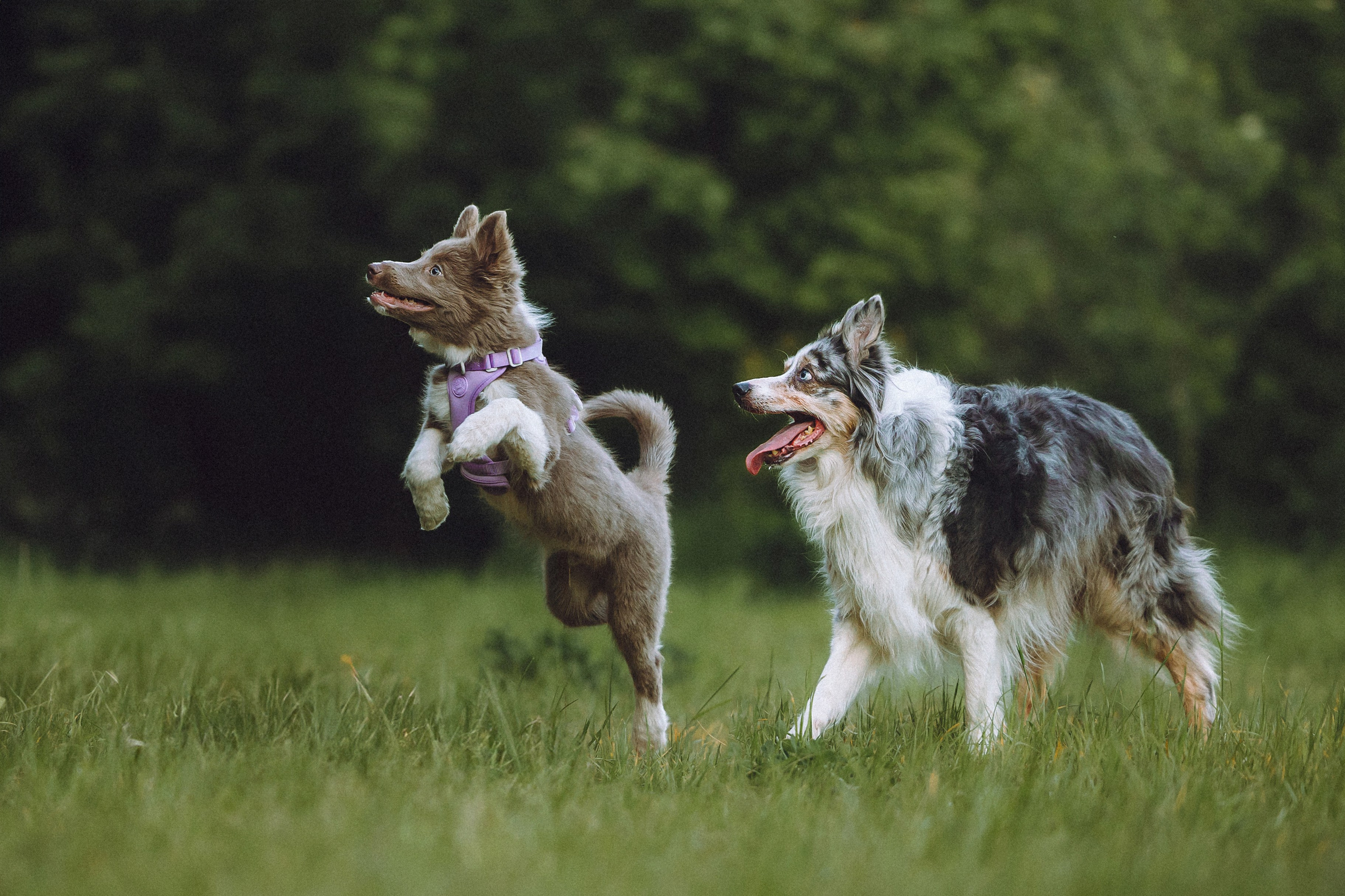 Полина, Милли и Пад