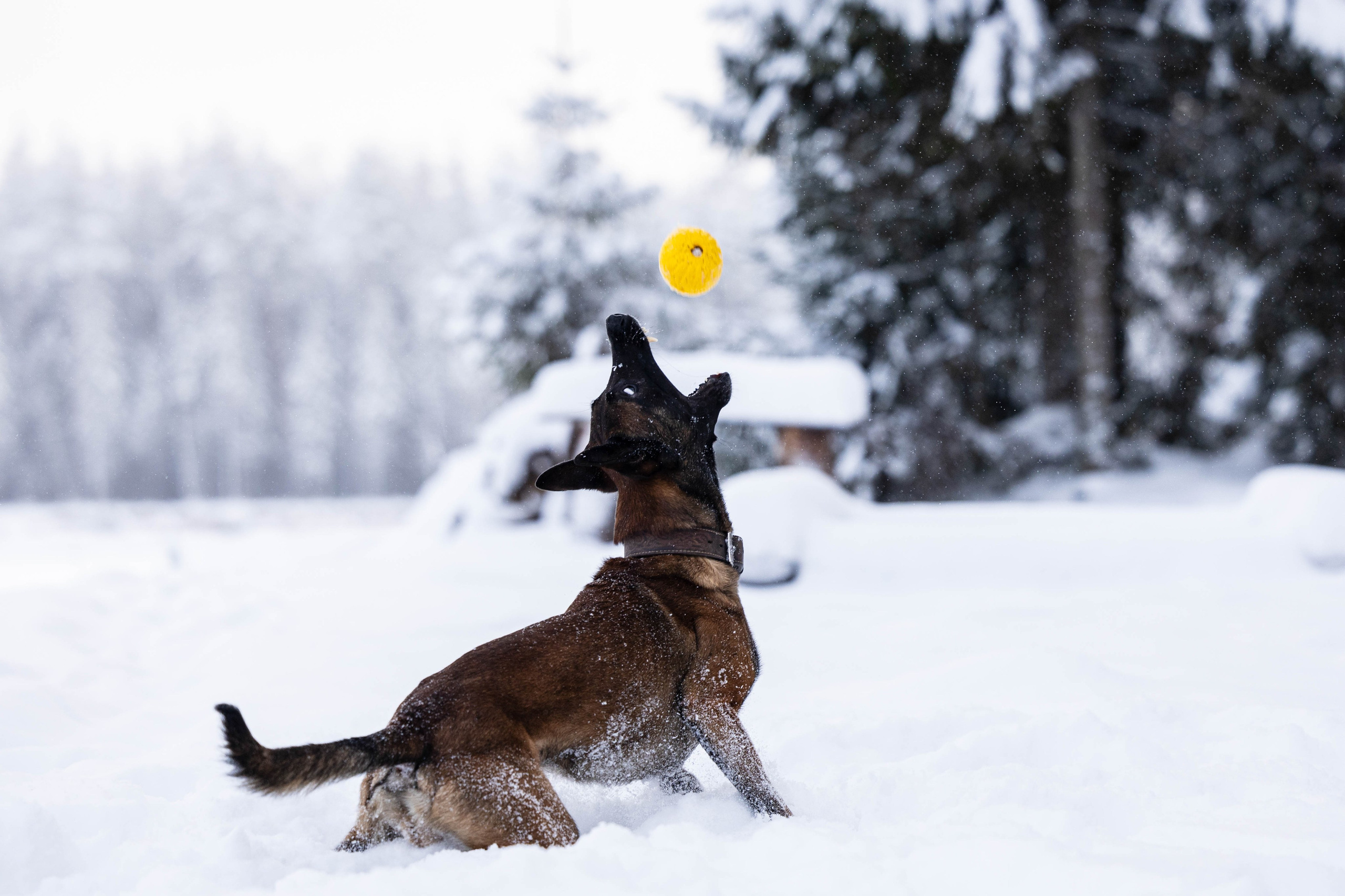 Раш. Фотограф-анималист Анна Маринич
