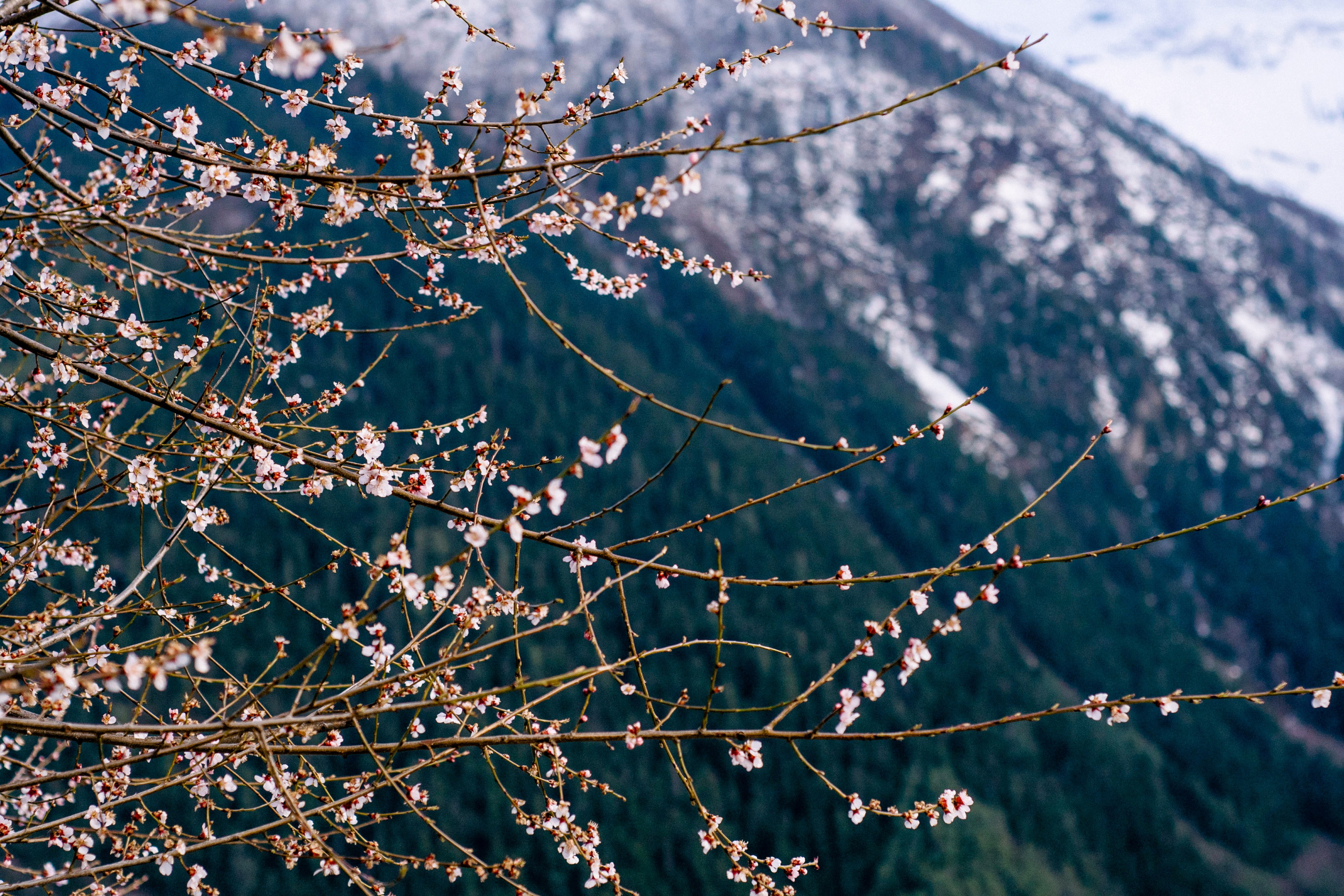 Annapurna trek. Iraogo