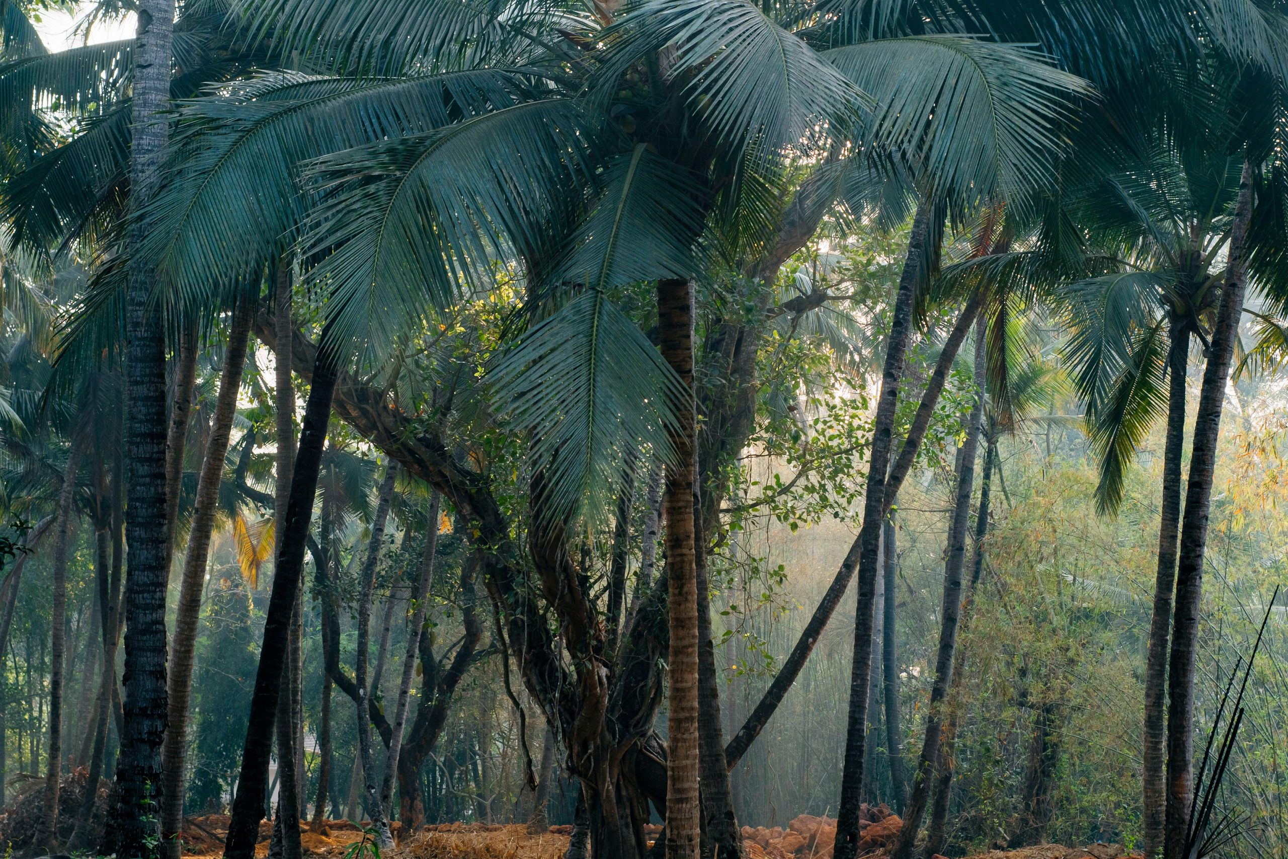 Гоа. индия. Iraogo