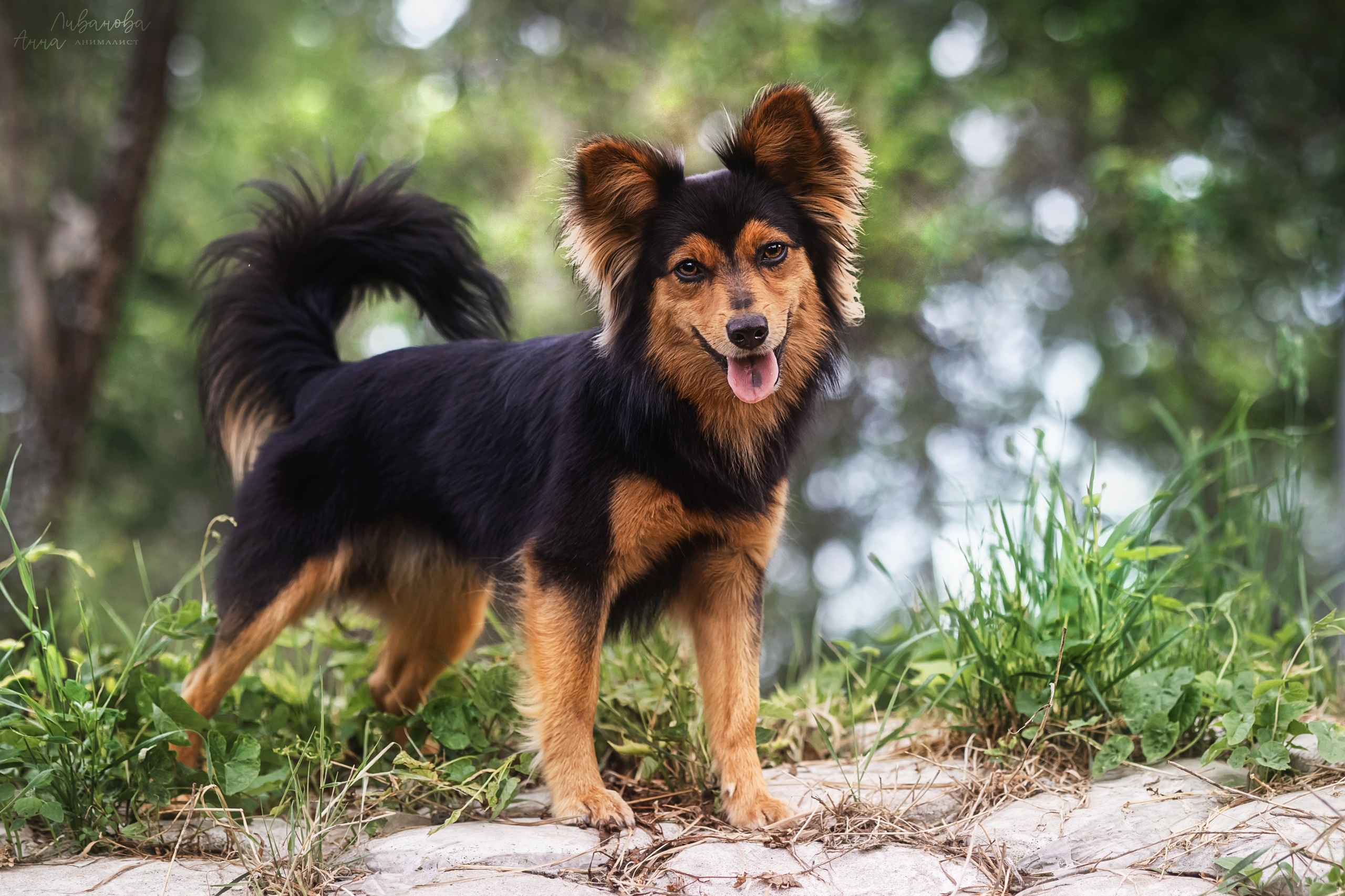 Рита и Ко. Фотограф анималист Аня Ливанова | Рыбинск