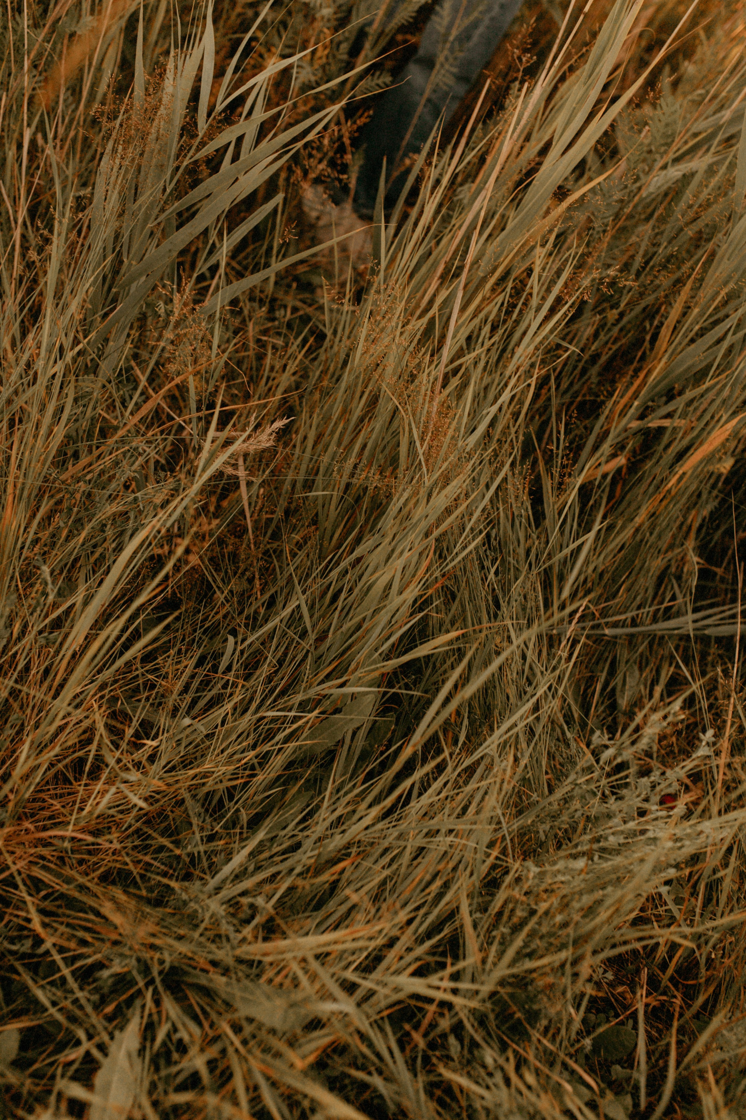 Лиза и Максим. Свадебный фотограф в Орле Андрей Поляков