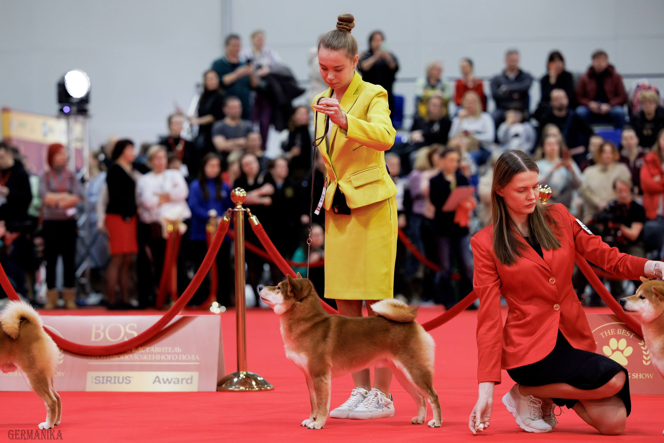 Лучшие Собаки России 17-18.02.2024. Фотограф-анималист Юлия Германика