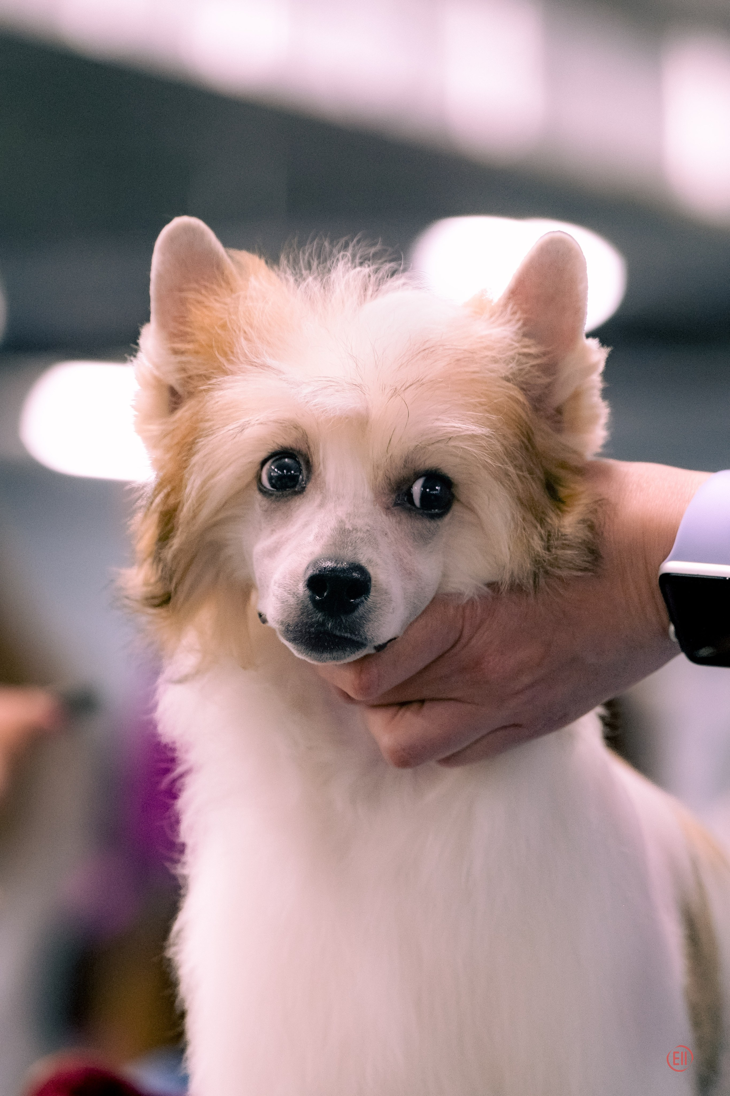 Национальная выставка китайских хохлатых собак 2023. Питомник китайских хохлатых собак Poale Ell: купить щенка