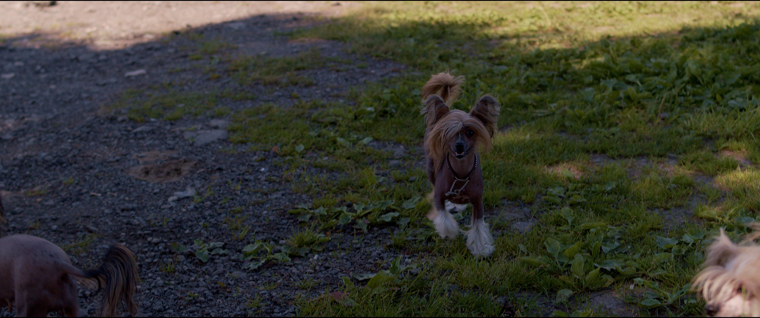 Footage from the interview. Poale Ell Chinese Crested Dog Kennel: Buy a puppy from the kennel