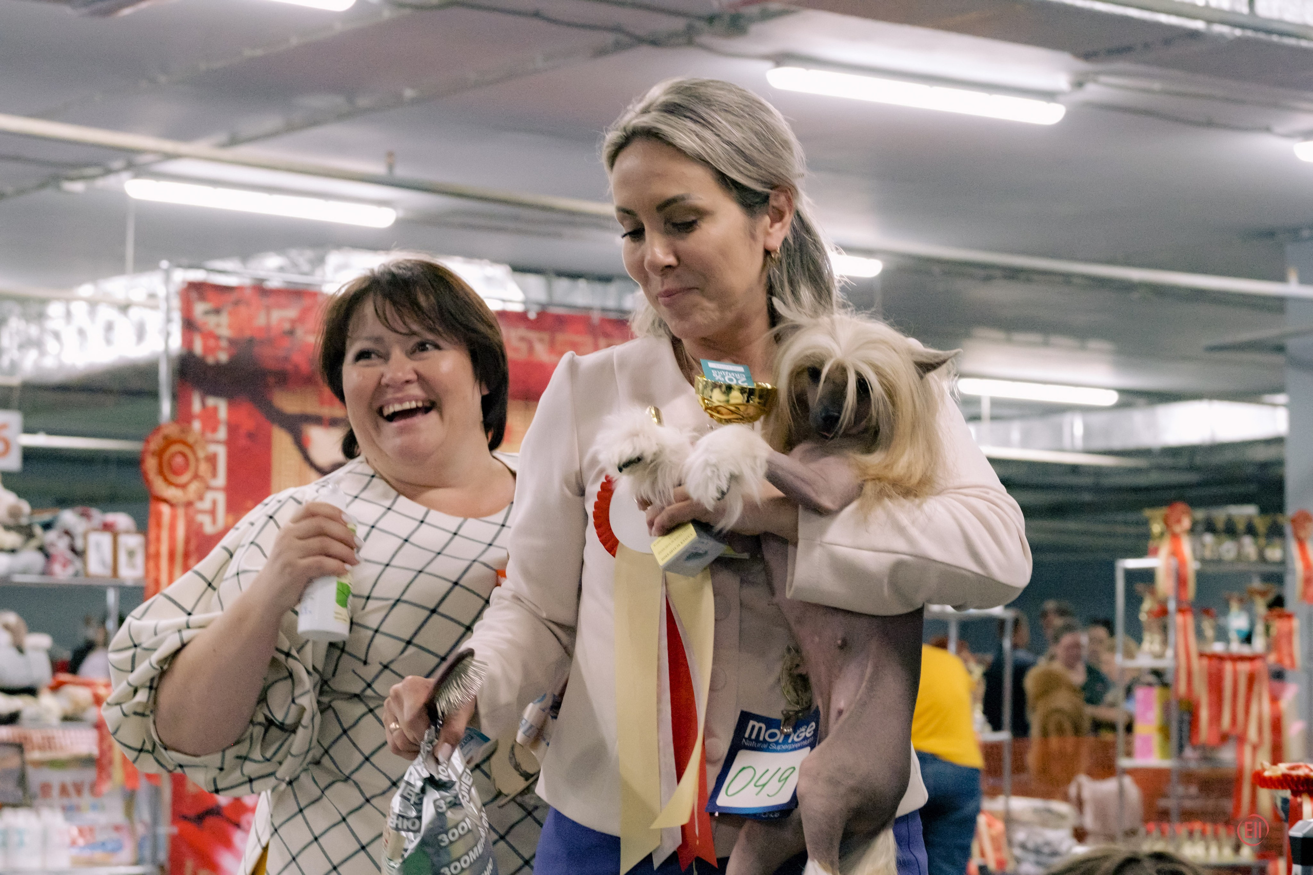 Национальная выставка китайских хохлатых собак 2023. Питомник китайских хохлатых собак Poale Ell: купить щенка