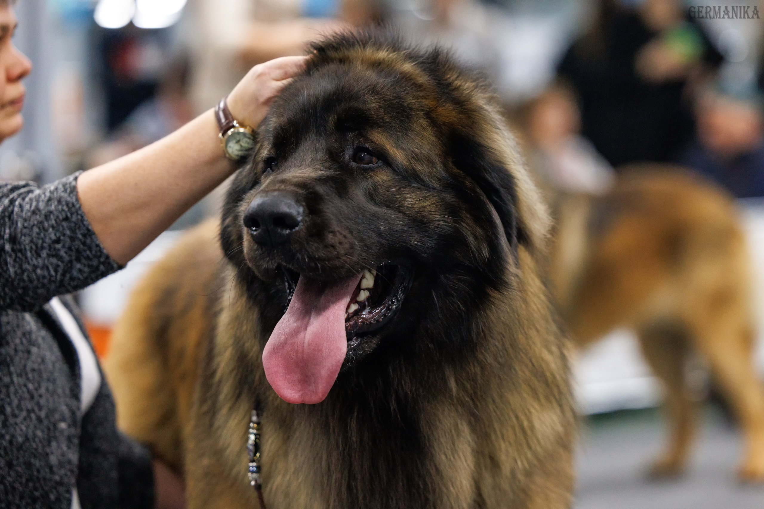 Сфера 28.01. и 4.02.2024. Фотограф-анималист Юлия Германика