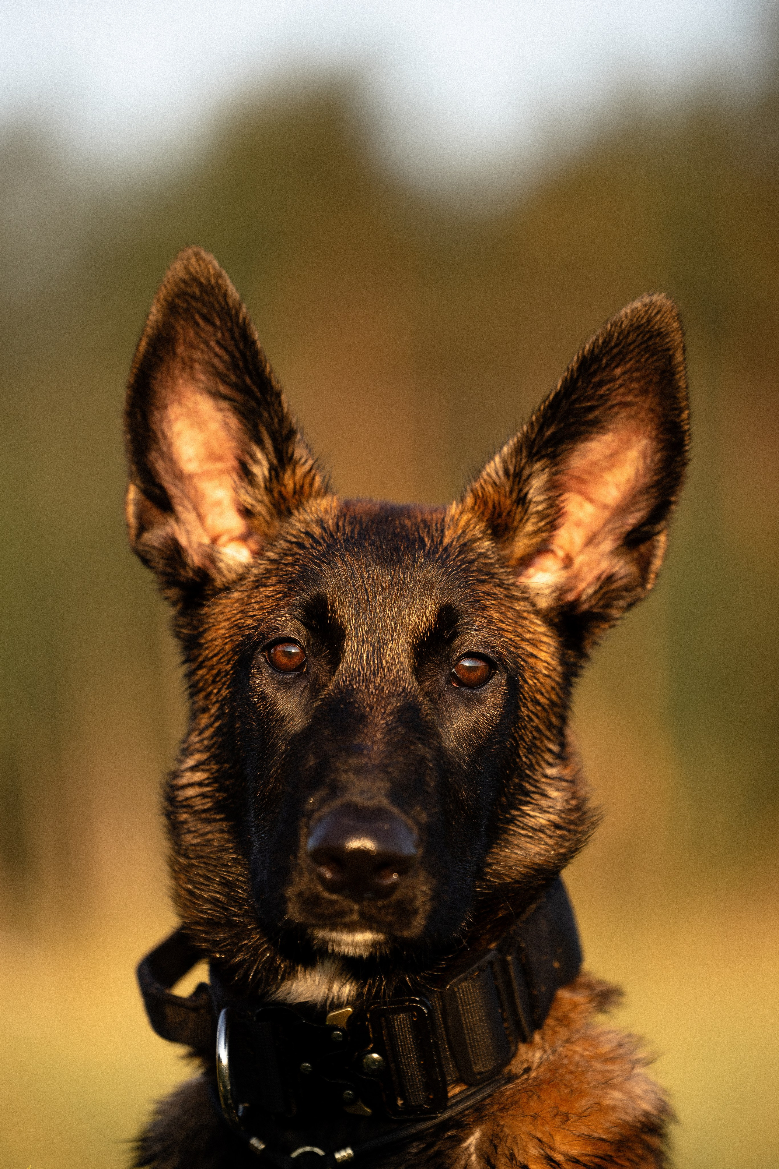 Галина и Лоя. Фотограф и видеограф анималист Аганина Дарья