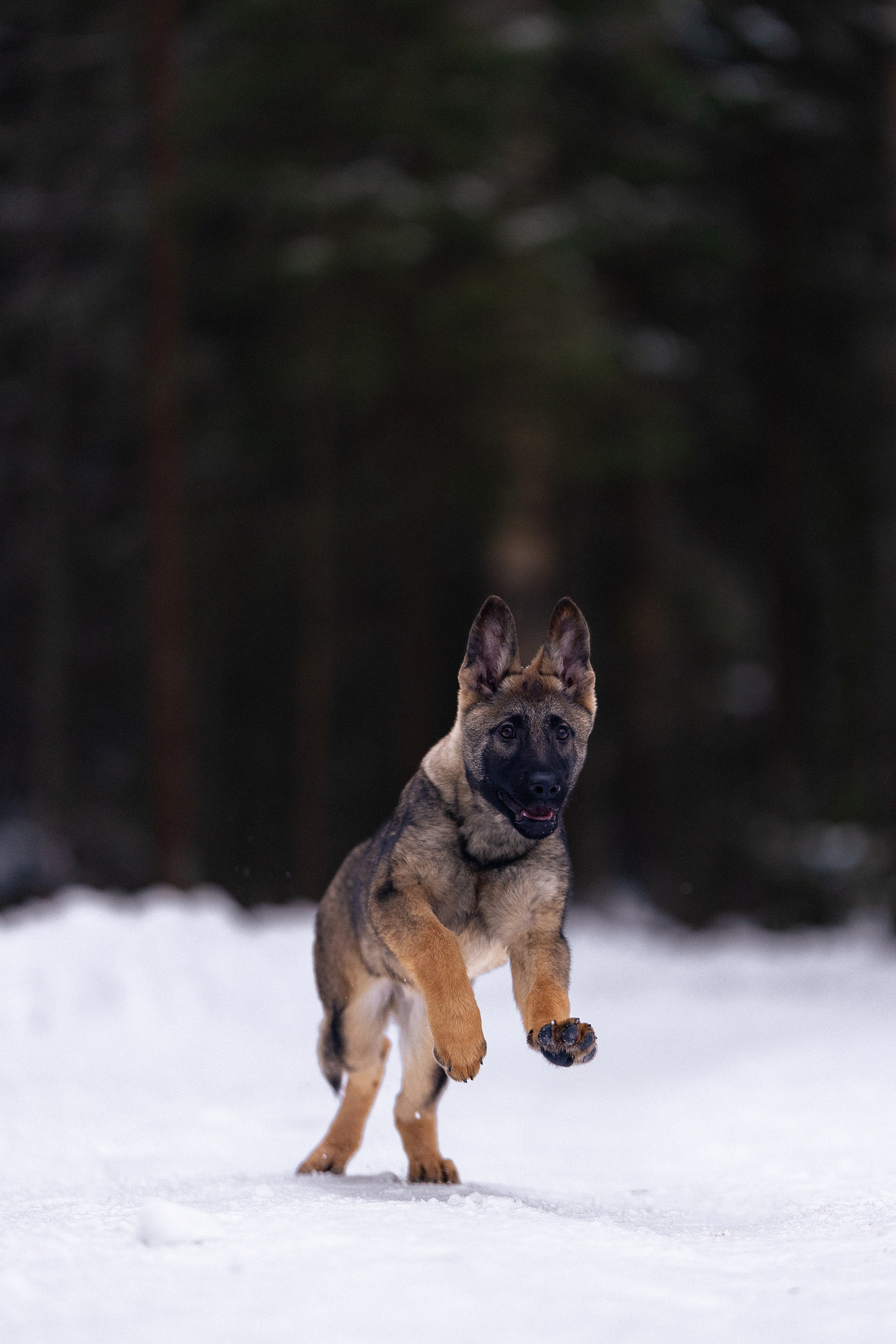 Немецкая овчарка. Фотограф и видеограф анималист Аганина Дарья