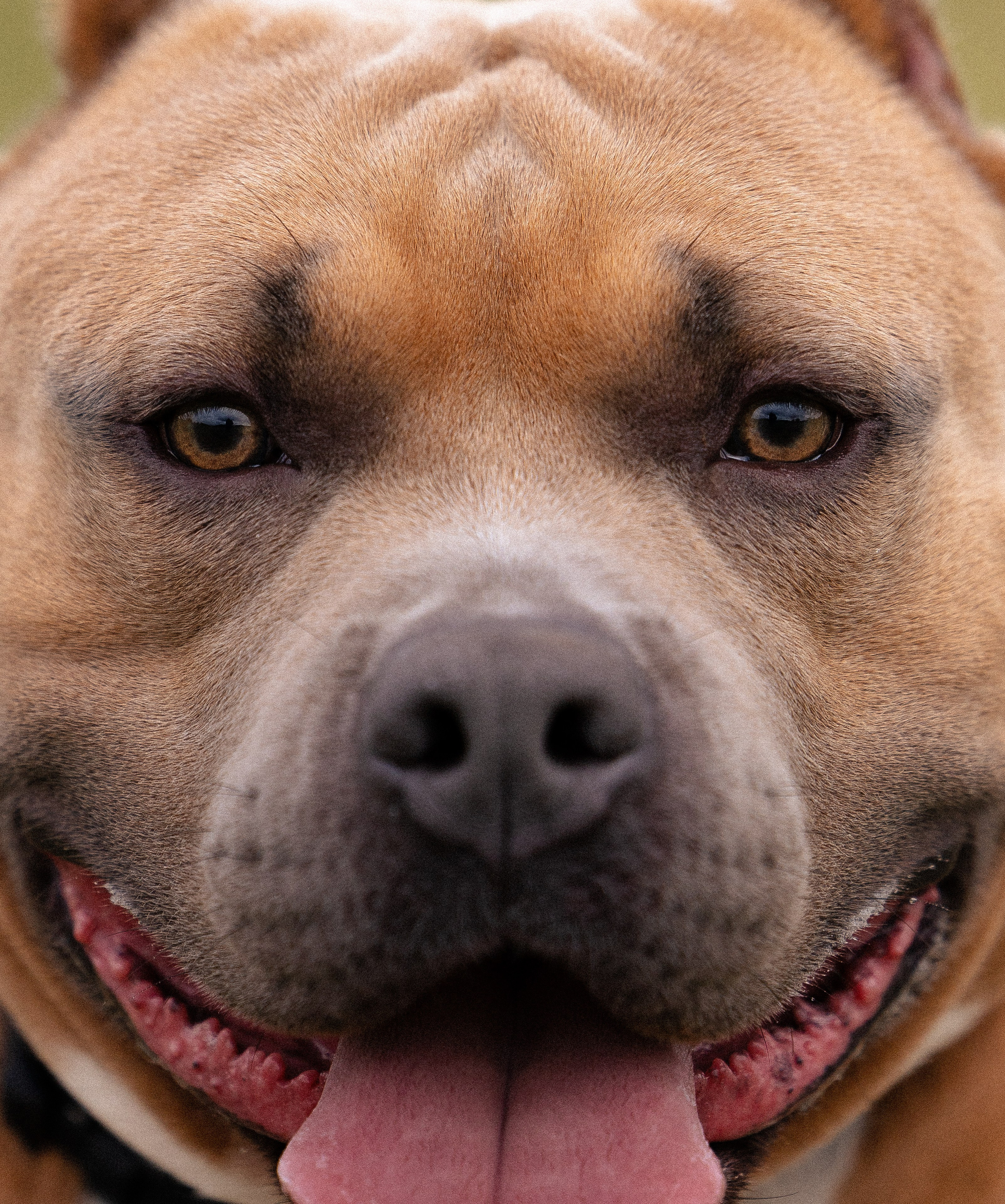 Алена и Тор. Фотограф и видеограф анималист Аганина Дарья
