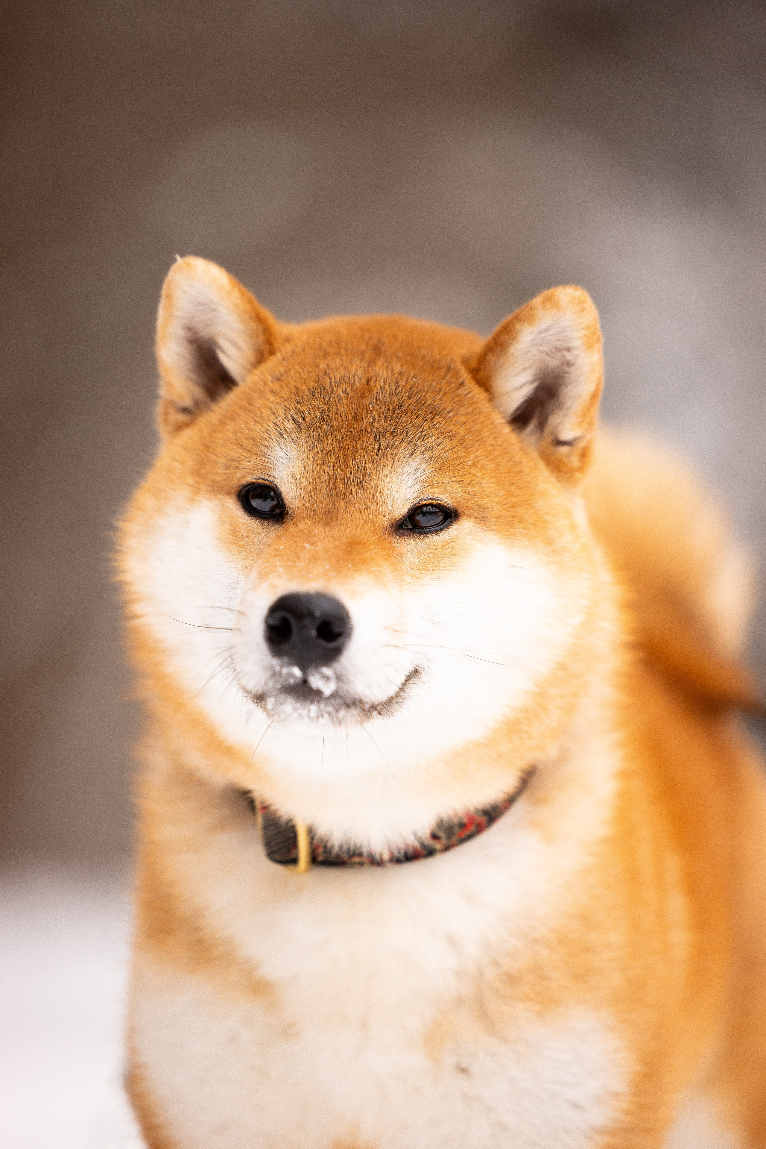 Юми, Серж и Тоши. Фотограф и видеограф анималист Аганина Дарья