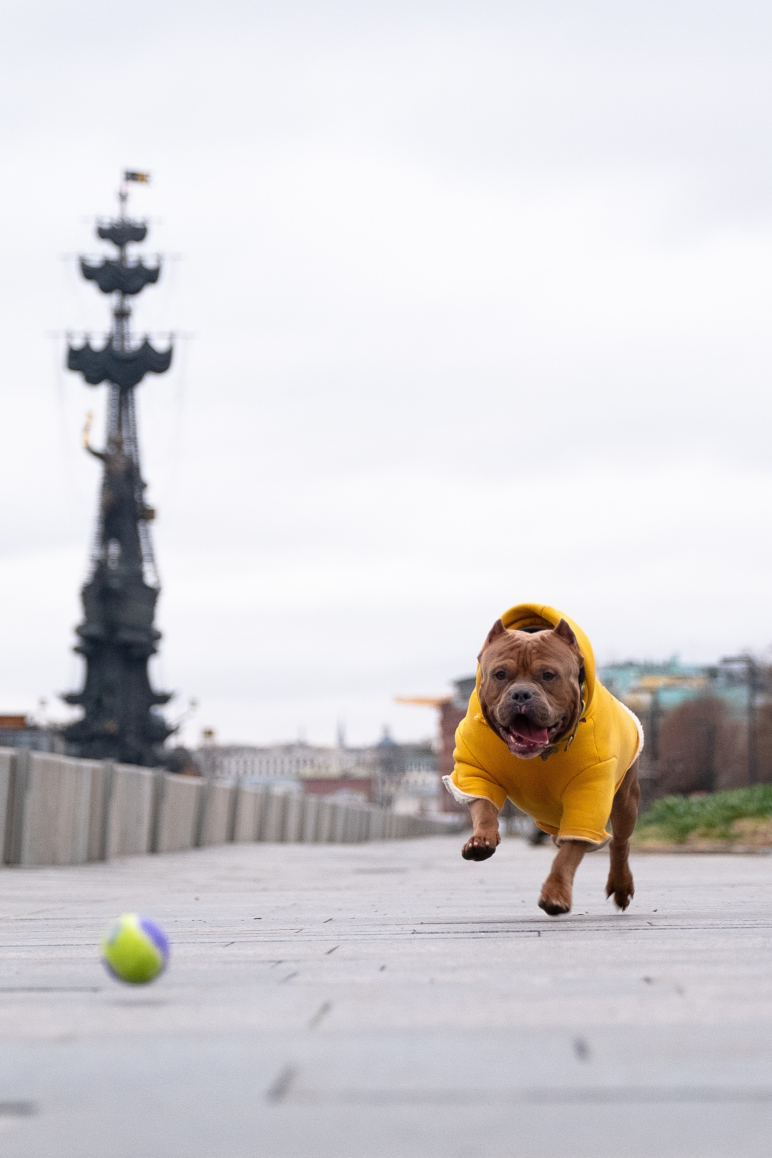 Спай и его семья. Фотограф и видеограф анималист Аганина Дарья