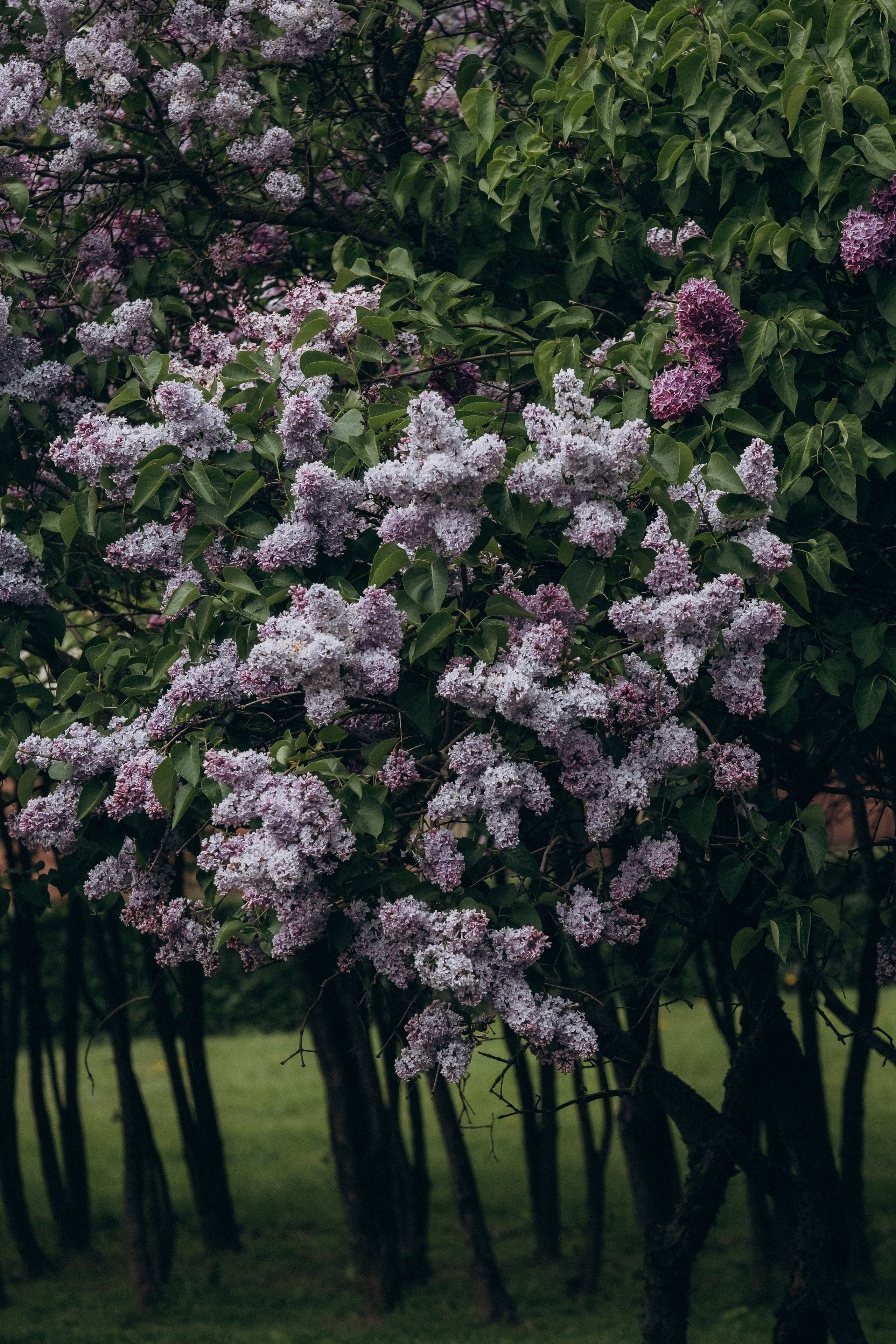 ПРОГУЛКА В МИНСКЕ. Профессиональный фотограф, Санкт-Петербург — Виктория Богомолова
