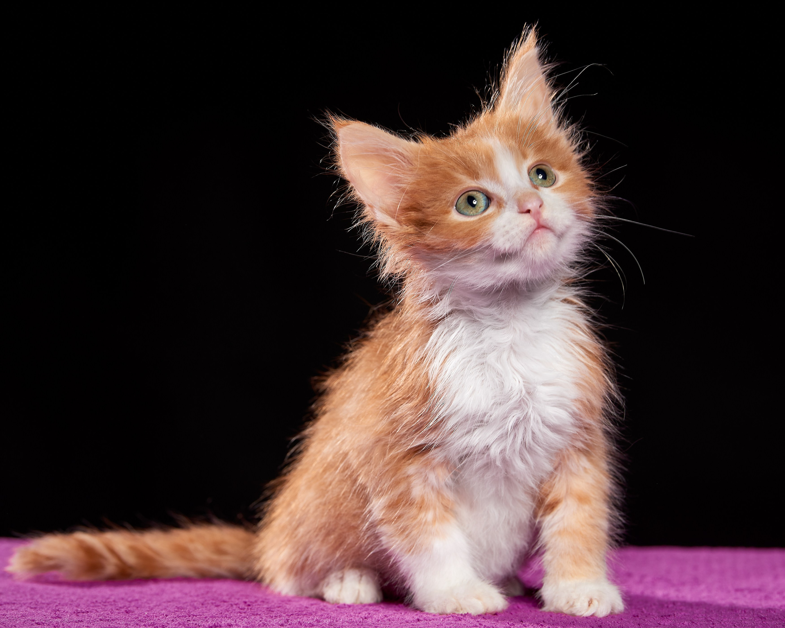 Фотосъемка животных