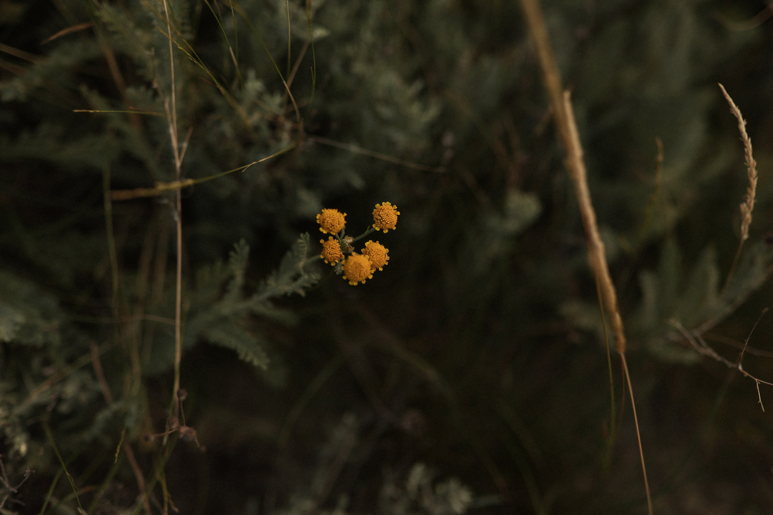 Хамелеон. Фотограф в Севастополе и Крыму Артем Волобуев