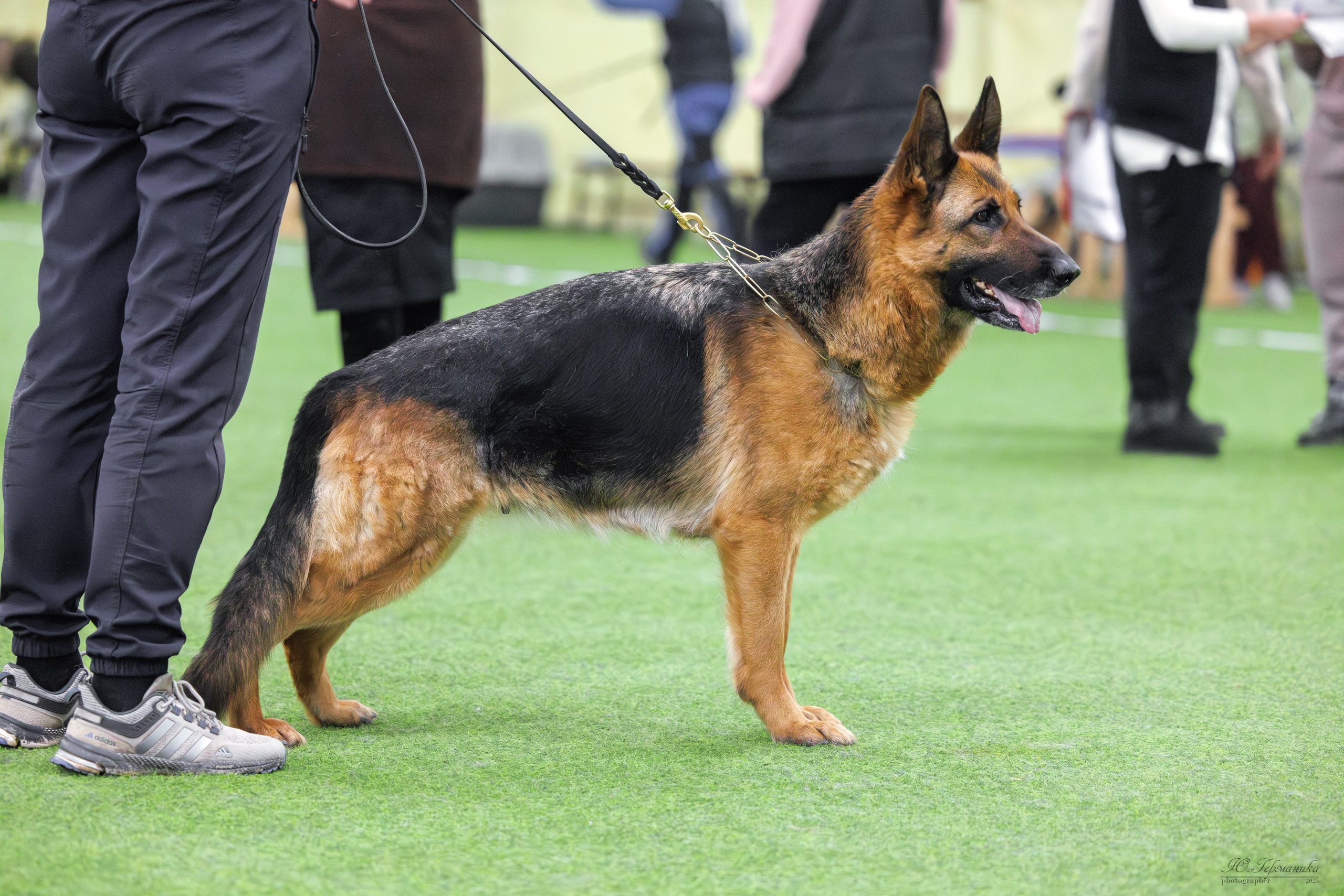 Гран-При 8.02.2025 и Крокус 09.02.2025. Фотограф-анималист Юлия Германика