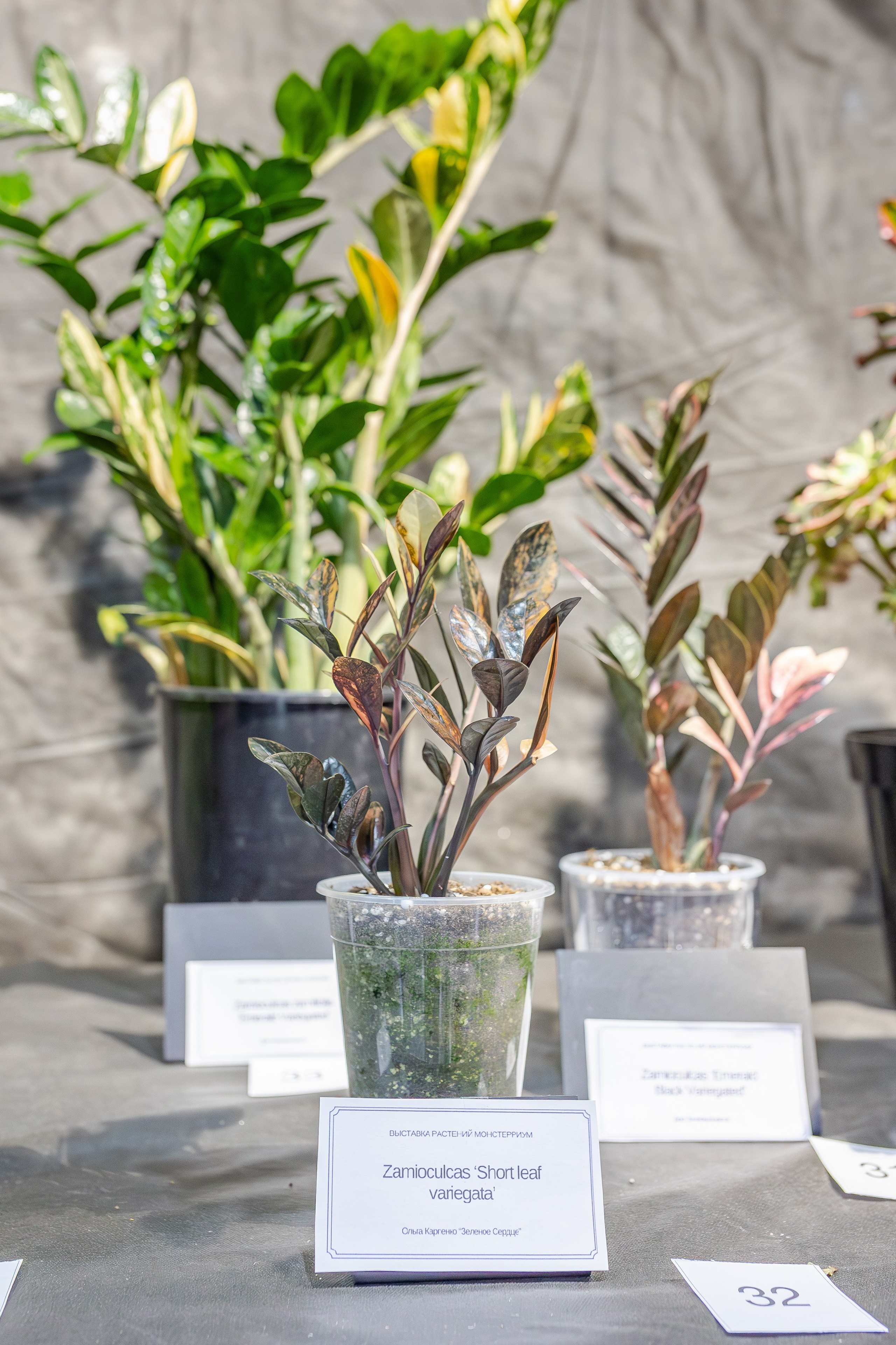 Монстериум апрель 2026. Александра Куликова фотограф, Москва
